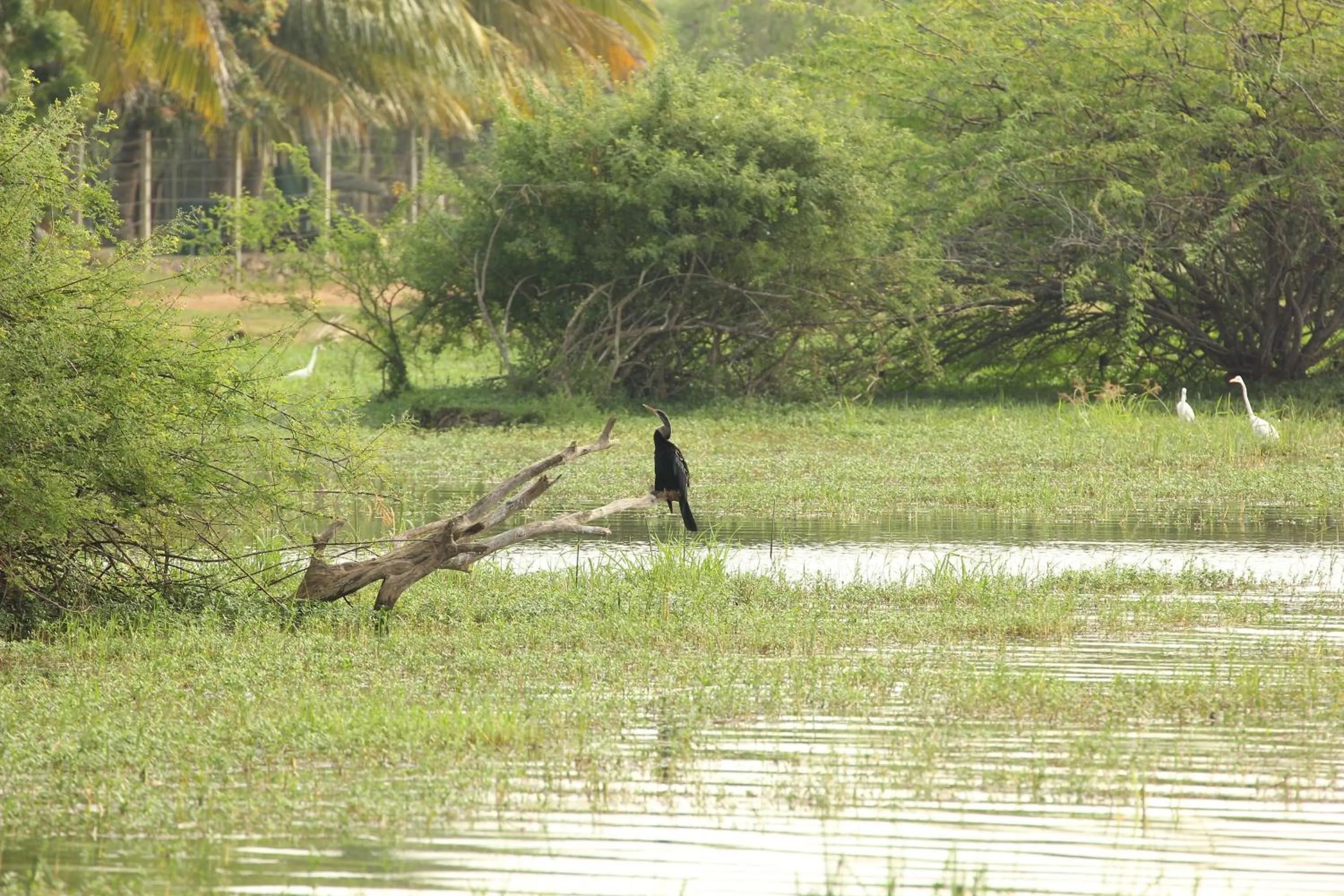 Natural landscape in Wila Safari Hotel