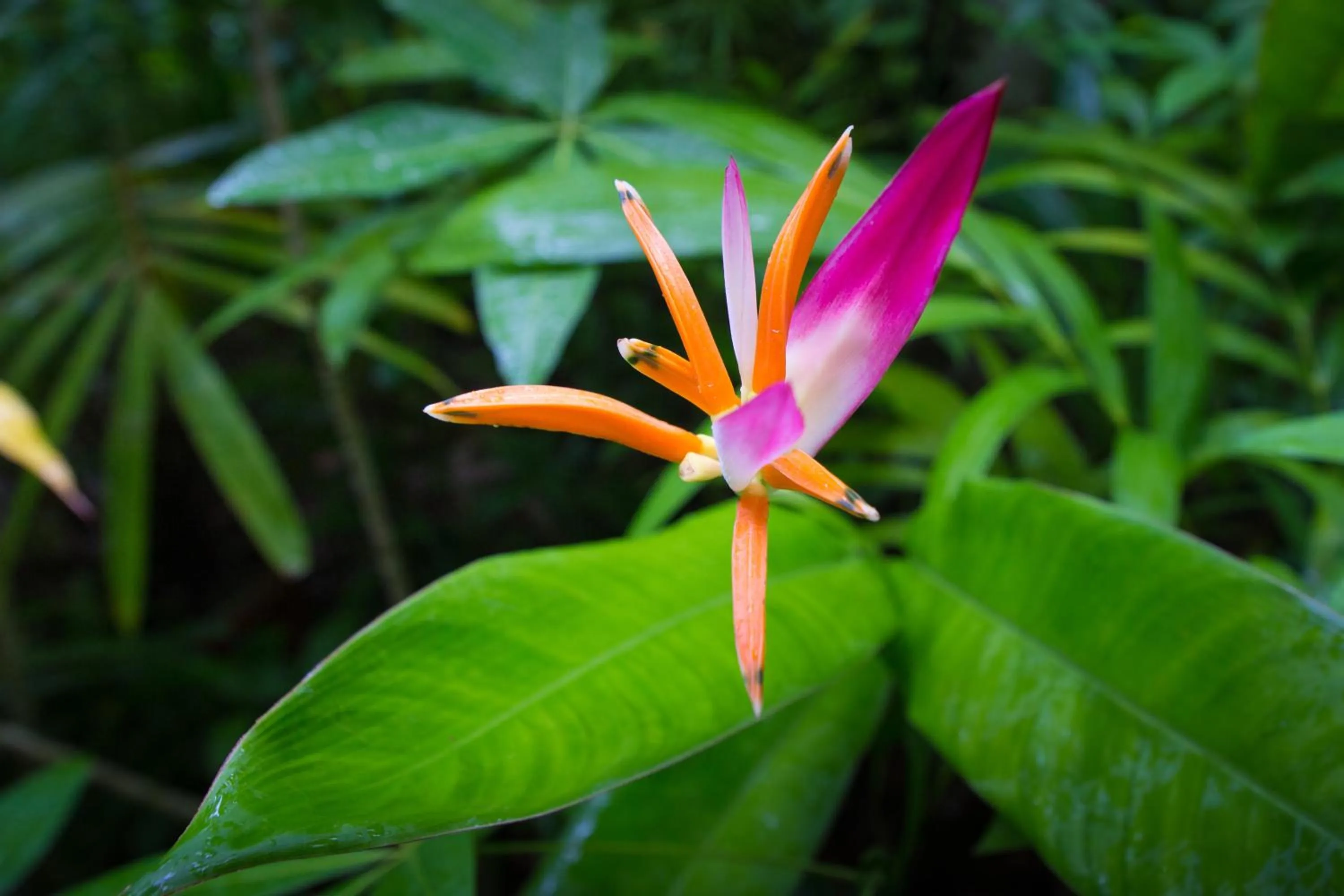 Other in Rohotu Fare