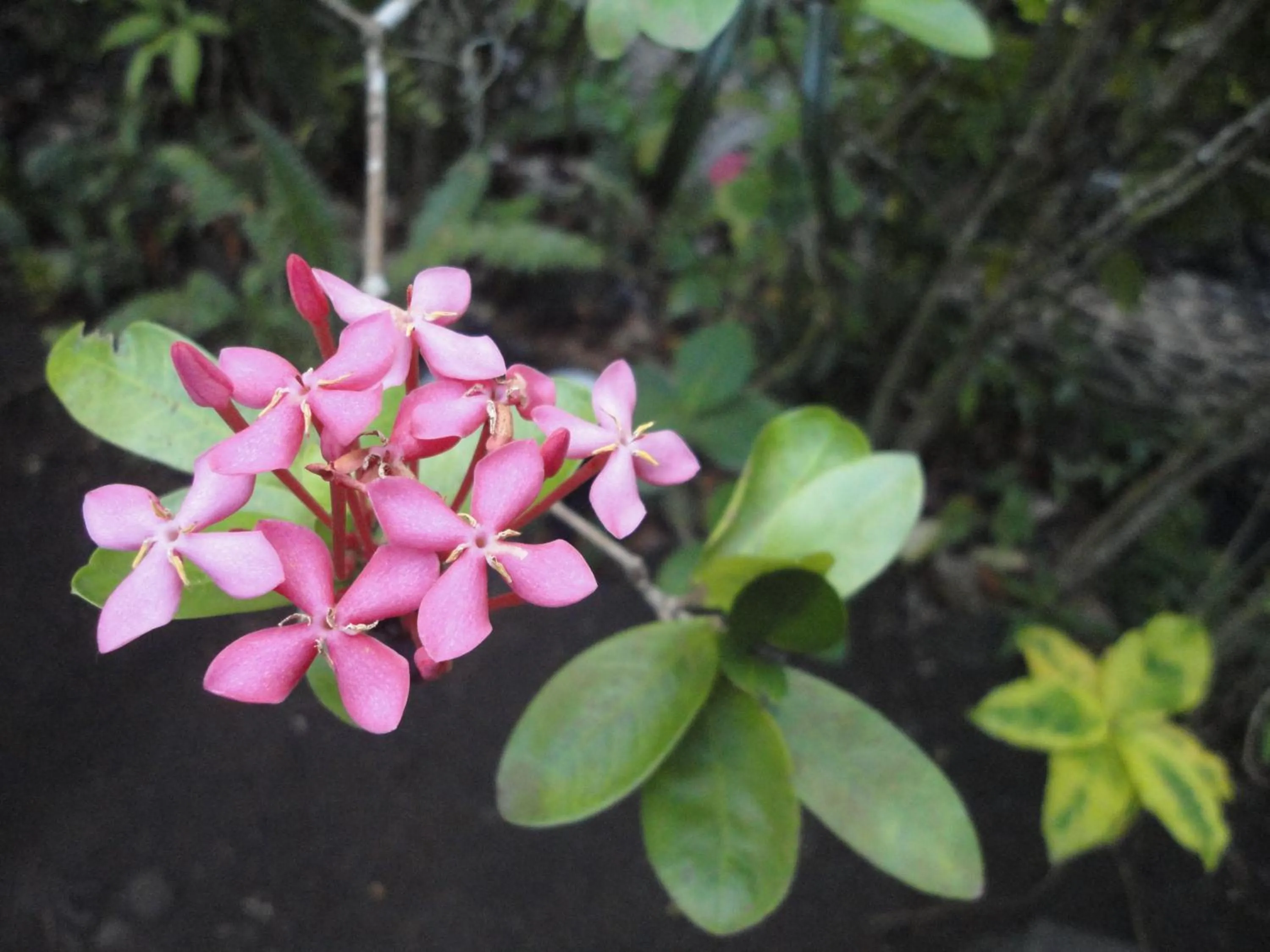 Garden in Rohotu Fare