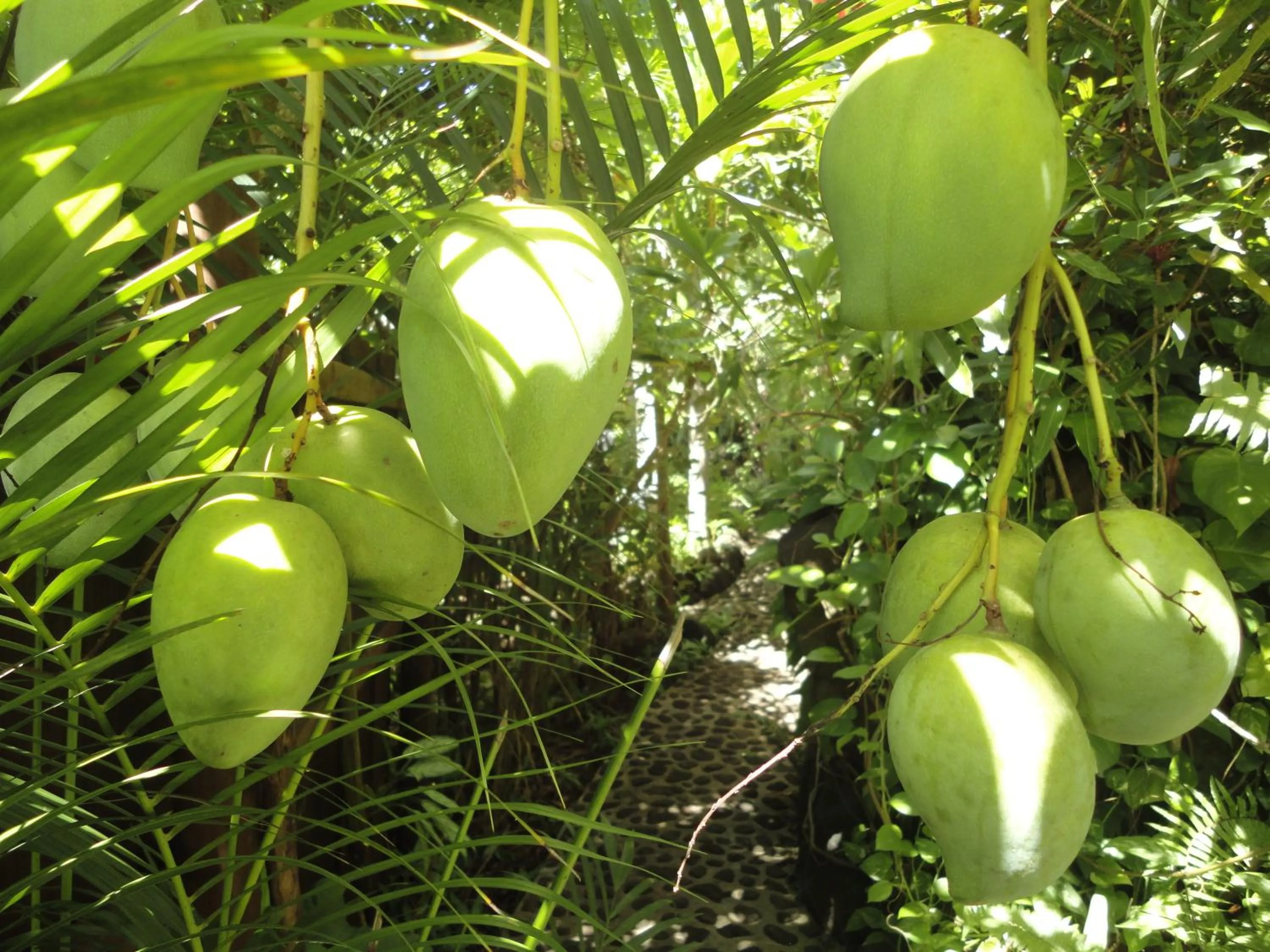 Garden in Rohotu Fare