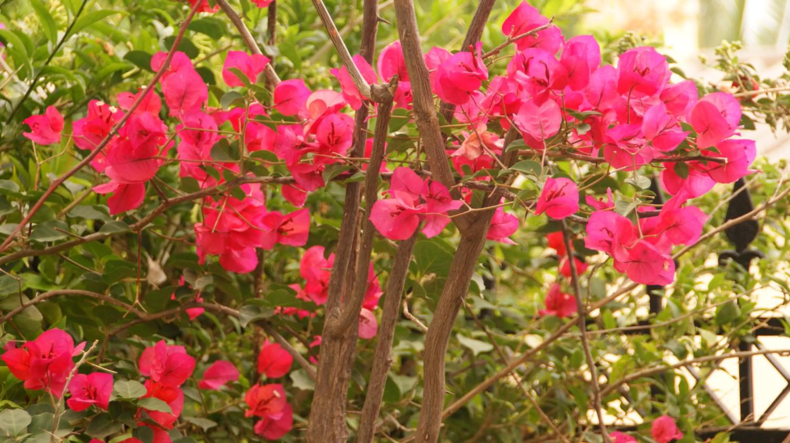 Garden in Villa Christina