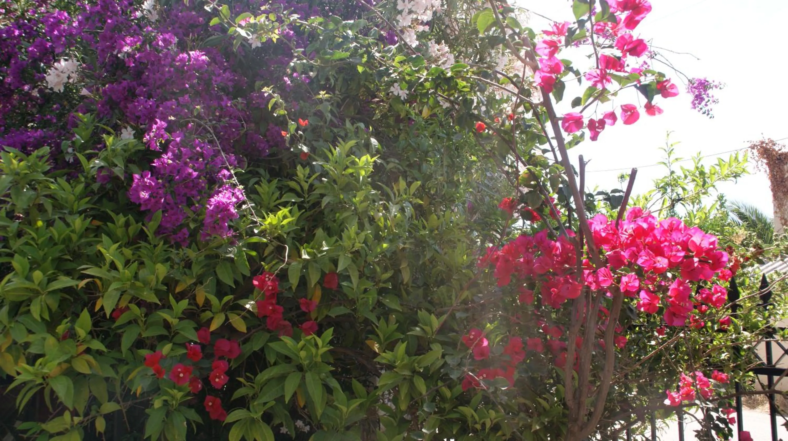 Garden in Villa Christina