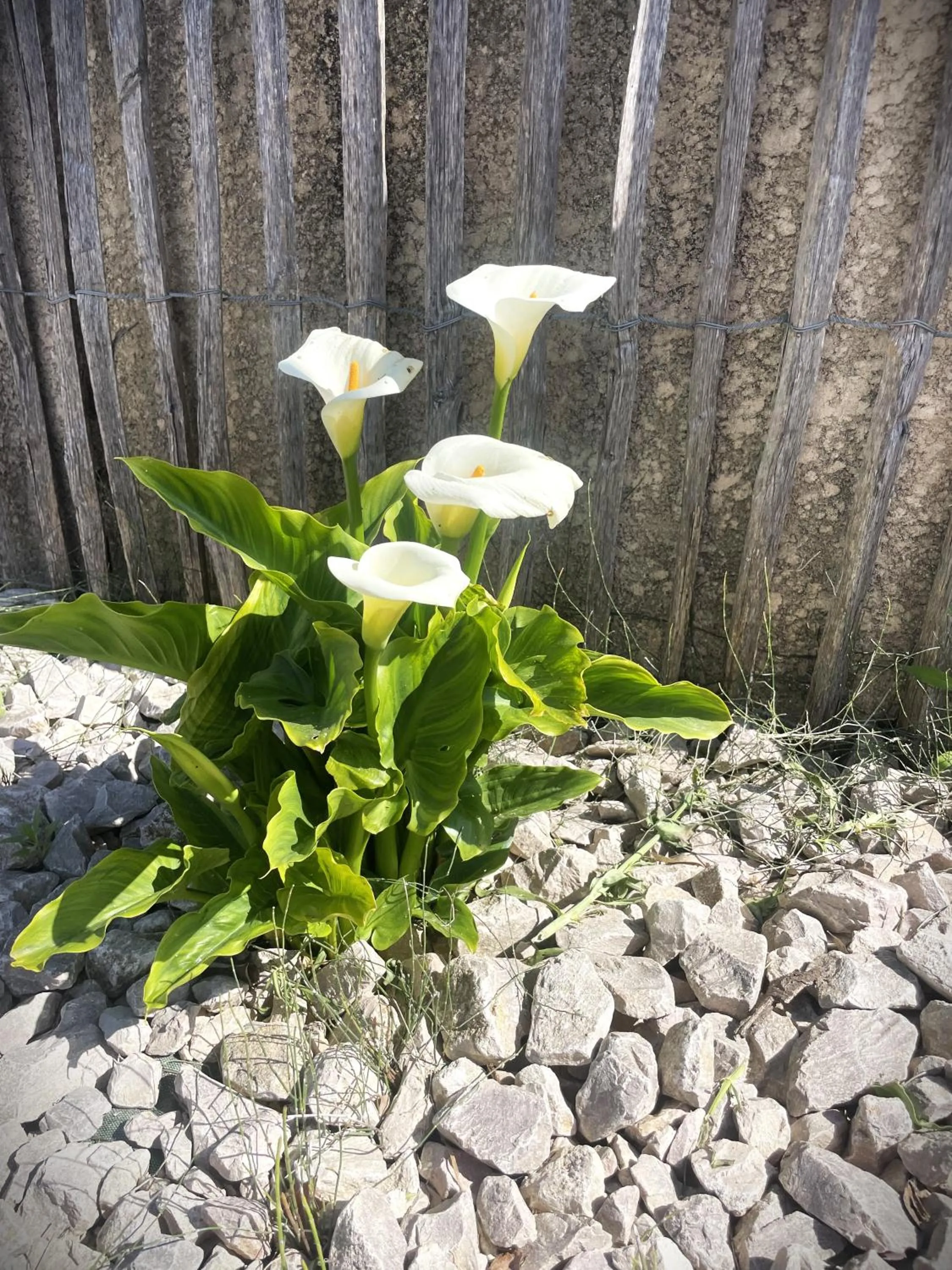 Le Mazet Chambre d'Hôtes