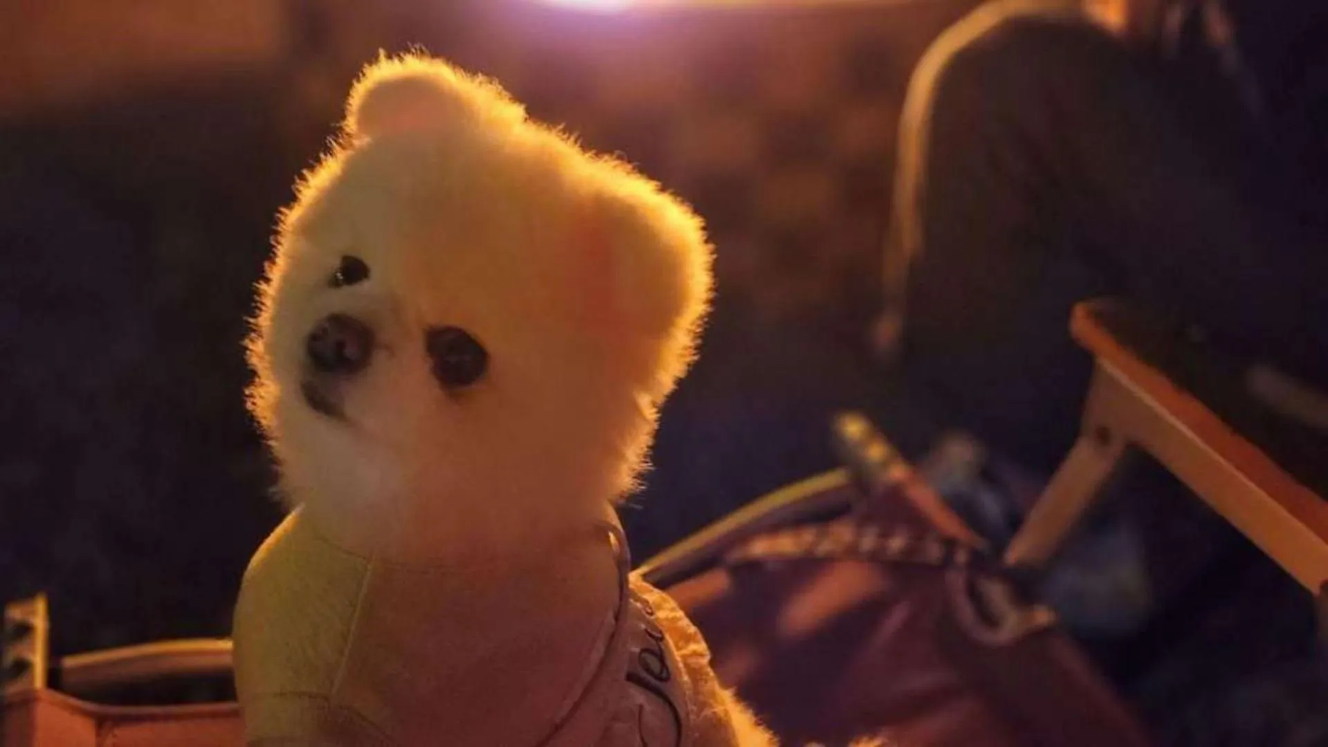 Animals in Jeju EQ Stay