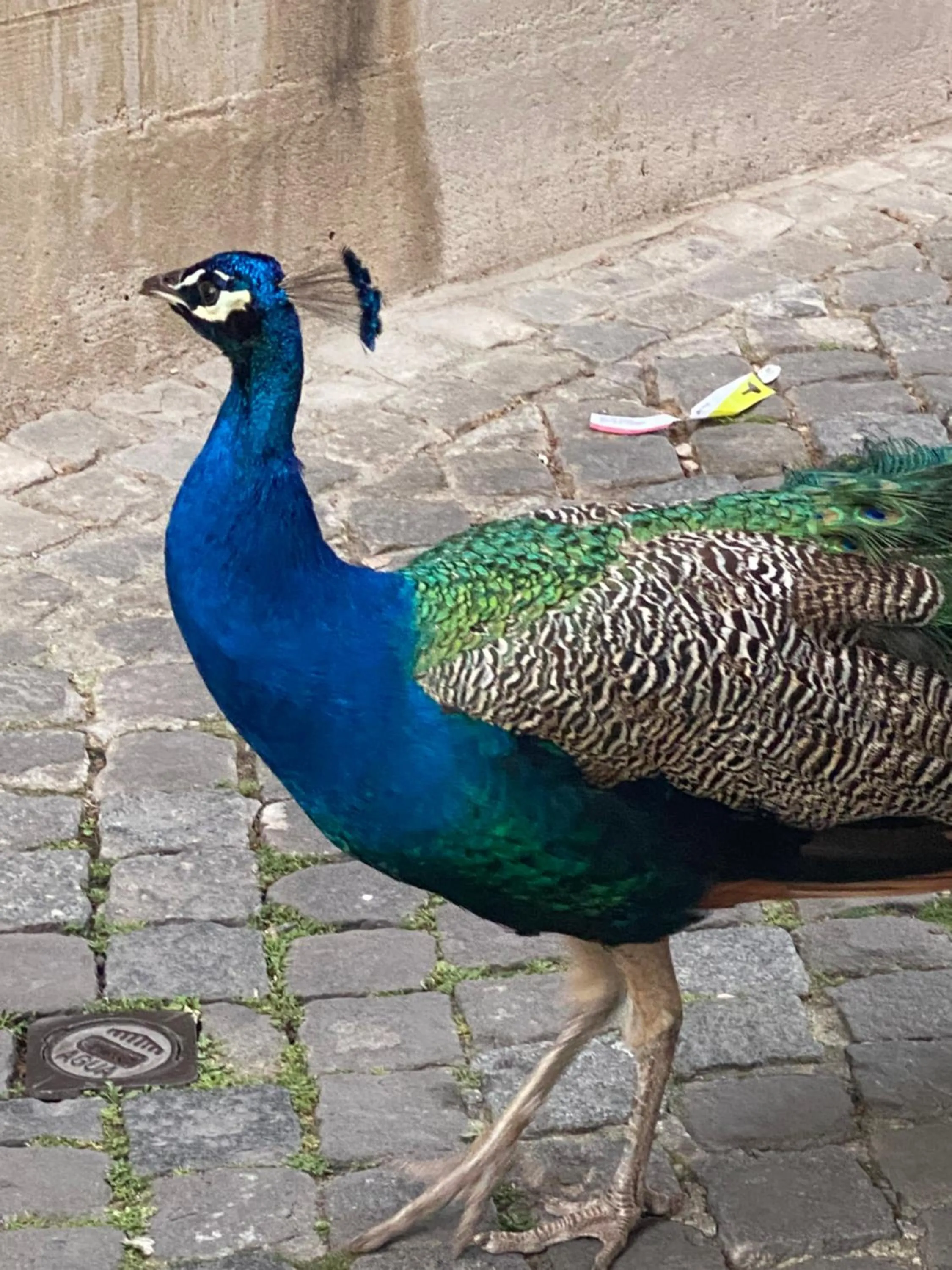 Pets in Castle Inn Lisbon Apartments