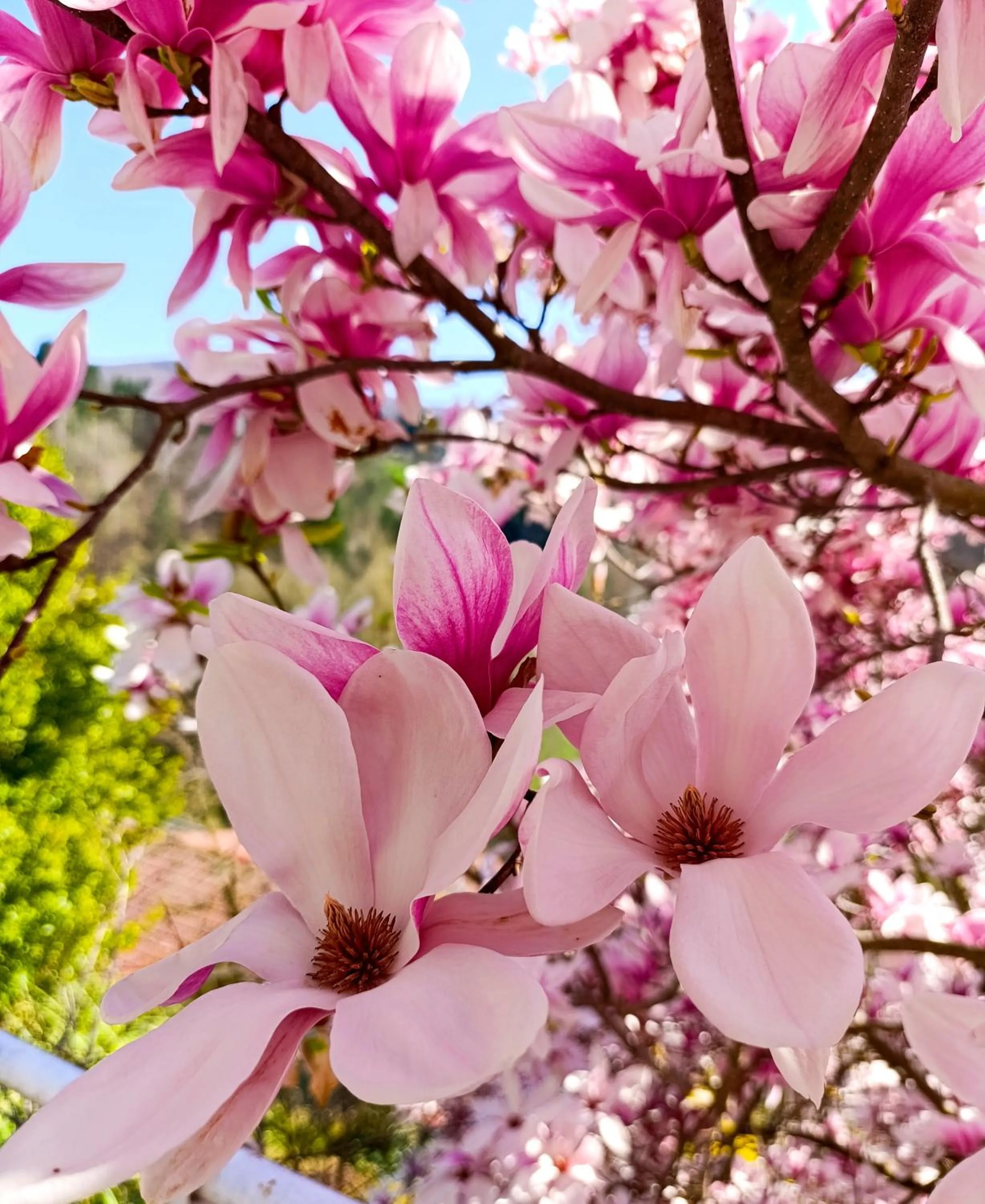 Garden in B&B Va...lentina