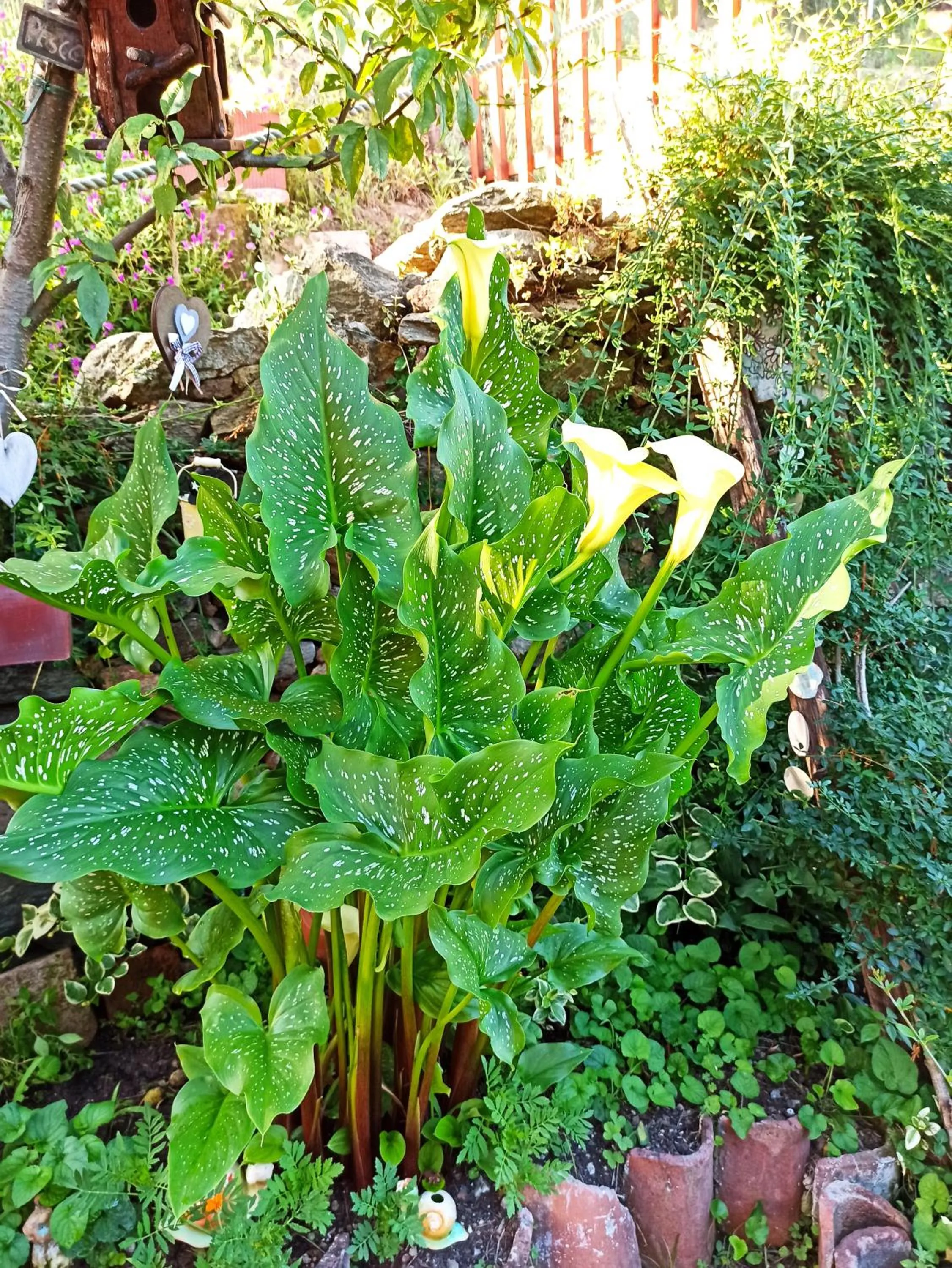 Garden in B&B Va...lentina