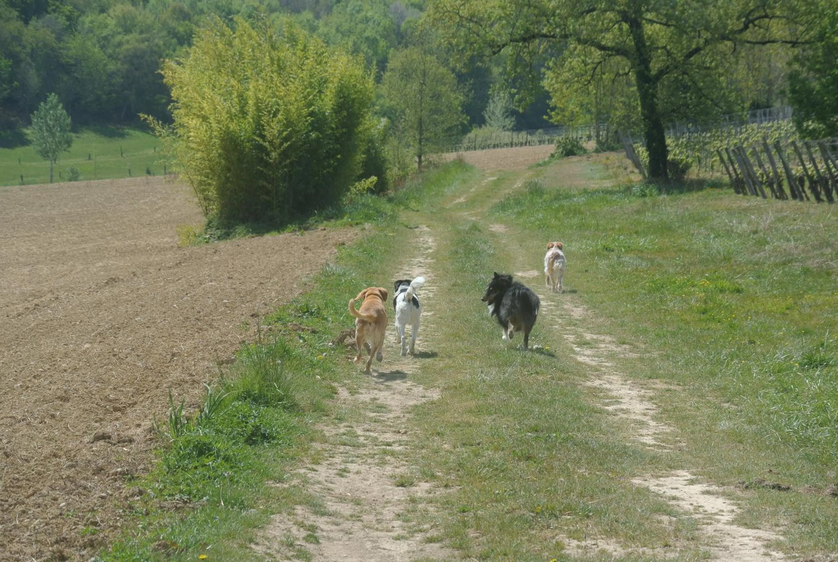 Activities in Viella Vacances