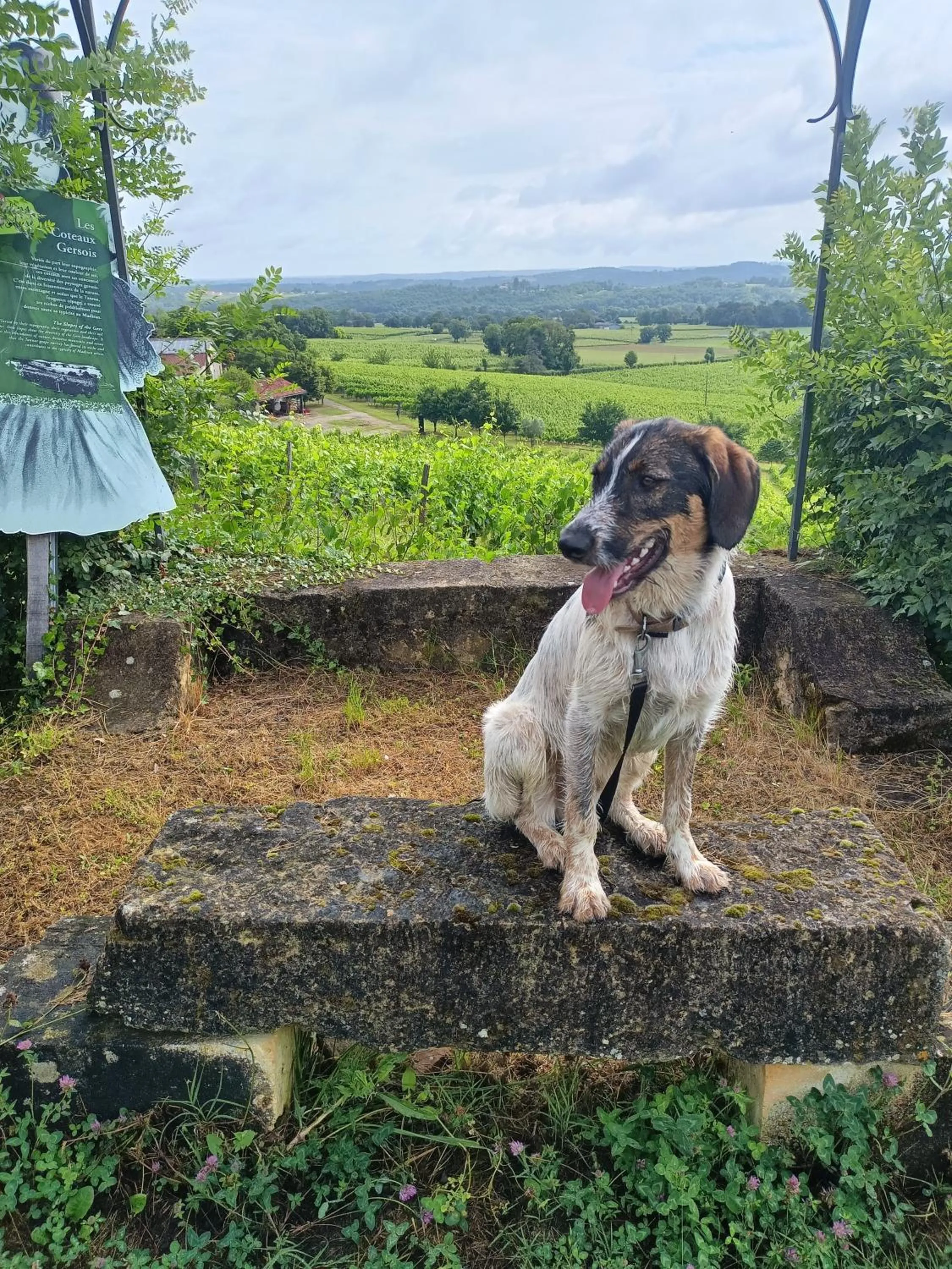 Pets in Viella Vacances