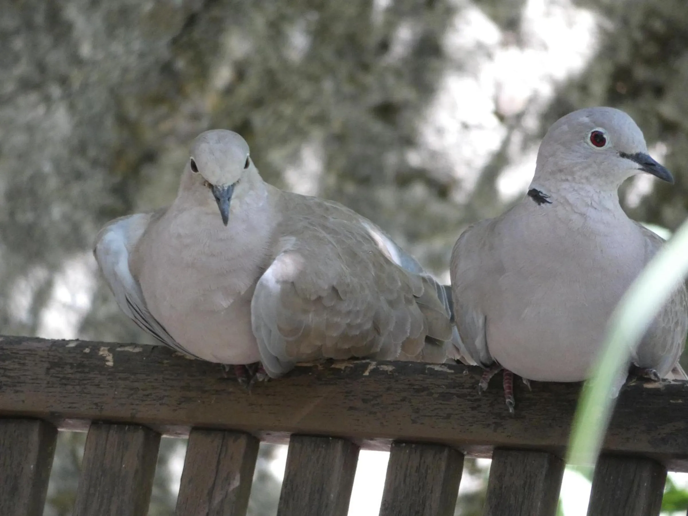 Garden in Viella Vacances