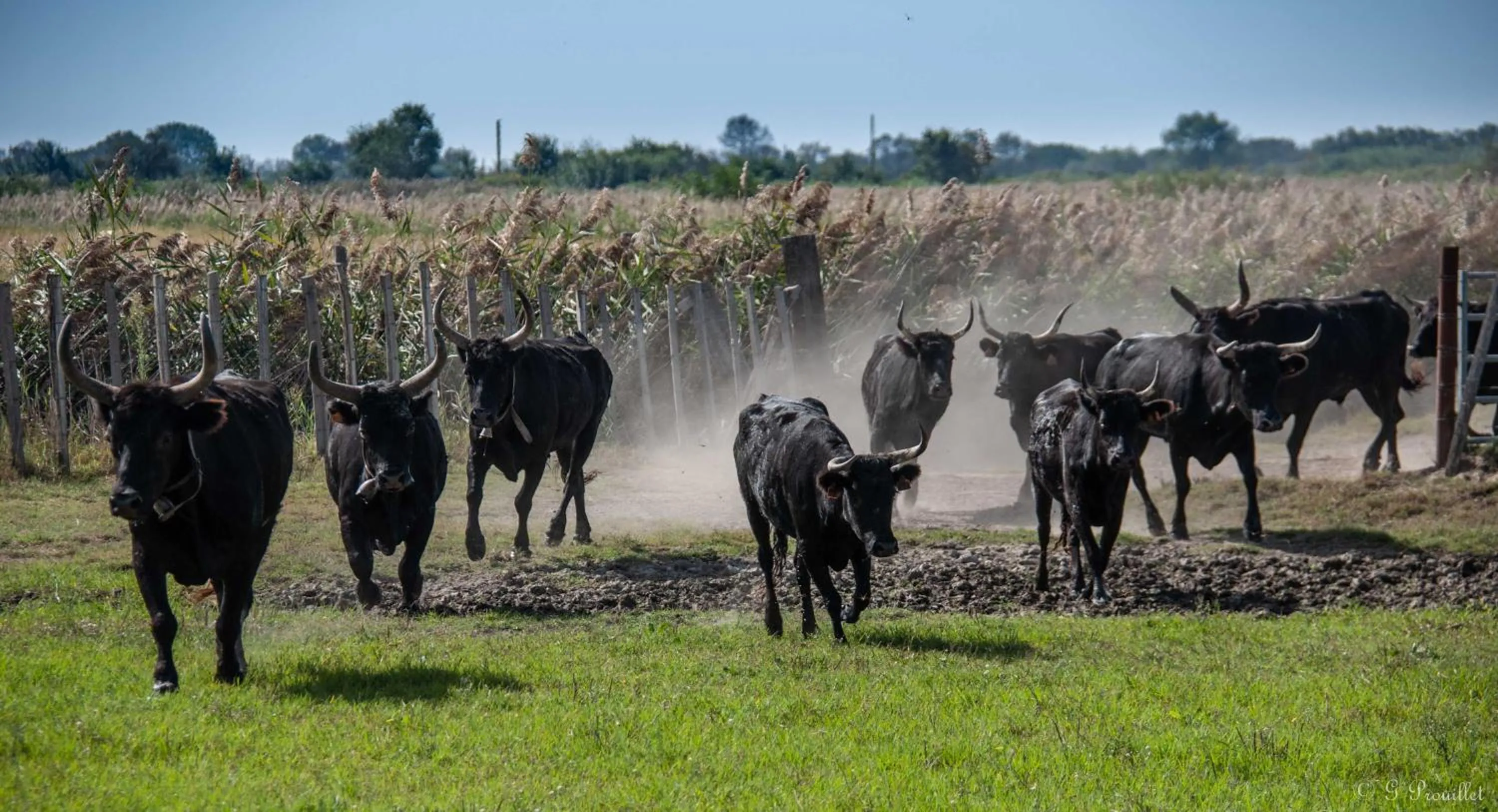 Activities in Manade des Baumelles