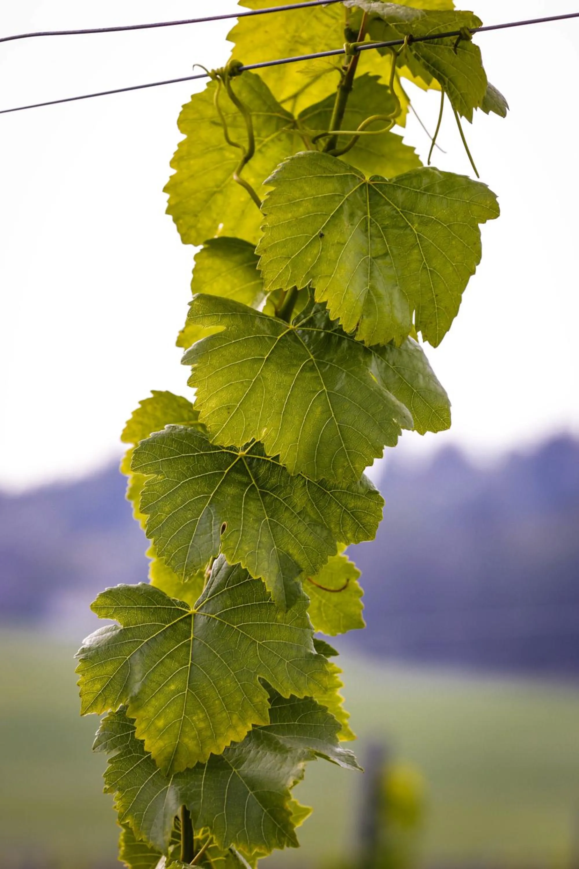 Other in TrippelGUT - SchlafGUT