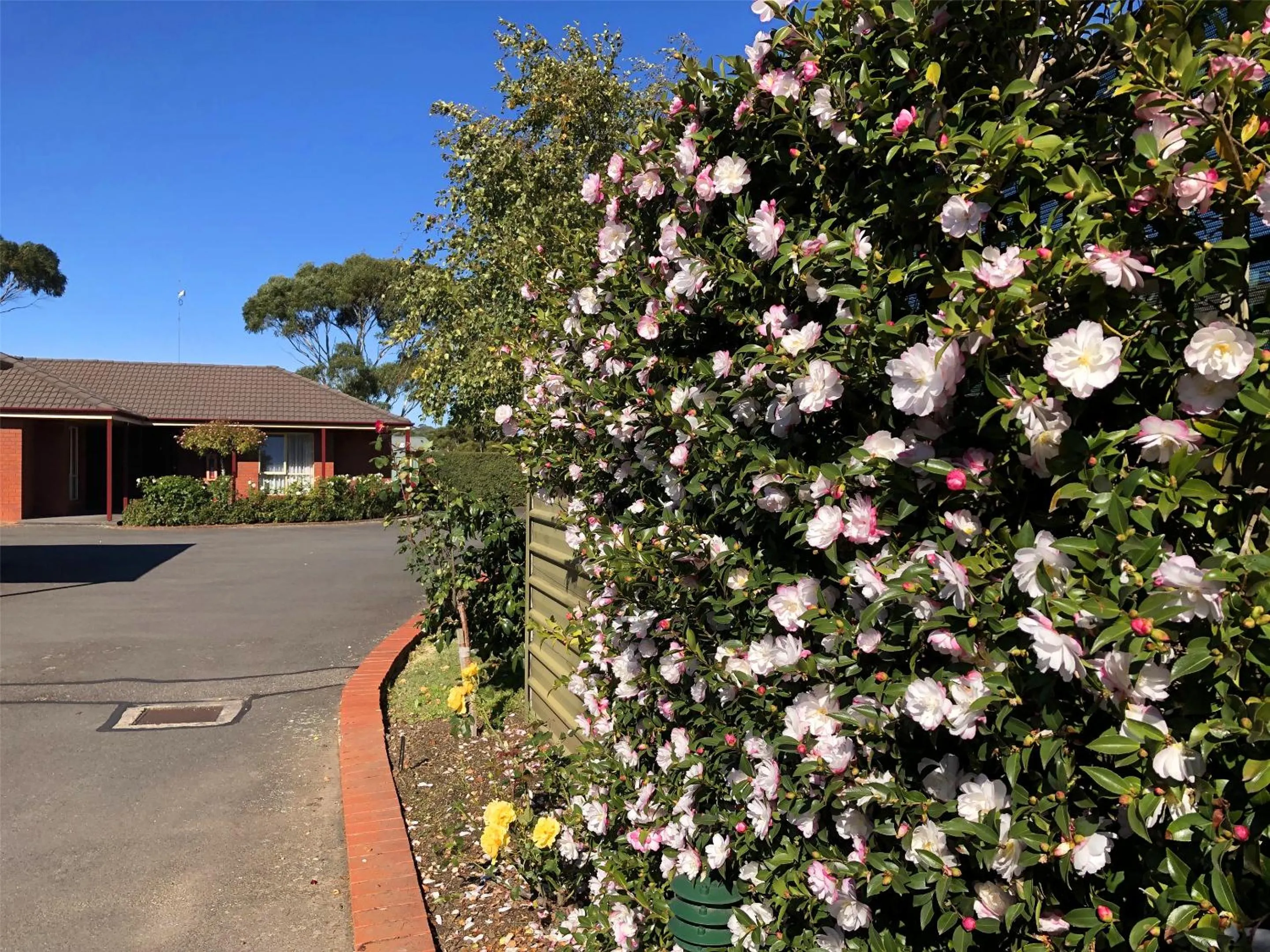 Garden view in Victoriana Motor Inn