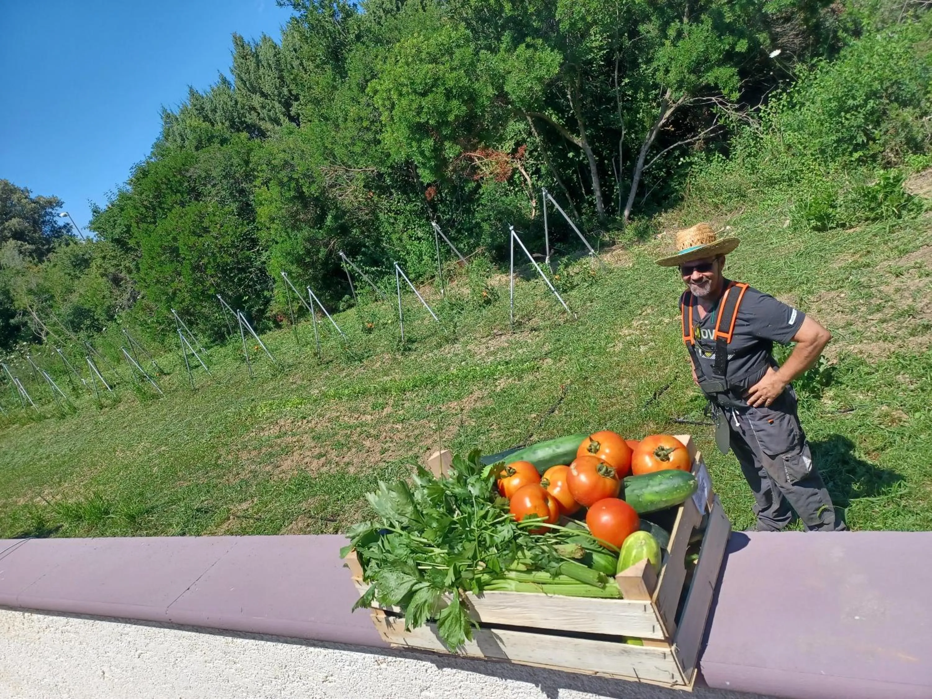 Garden in Aparthotel Plat