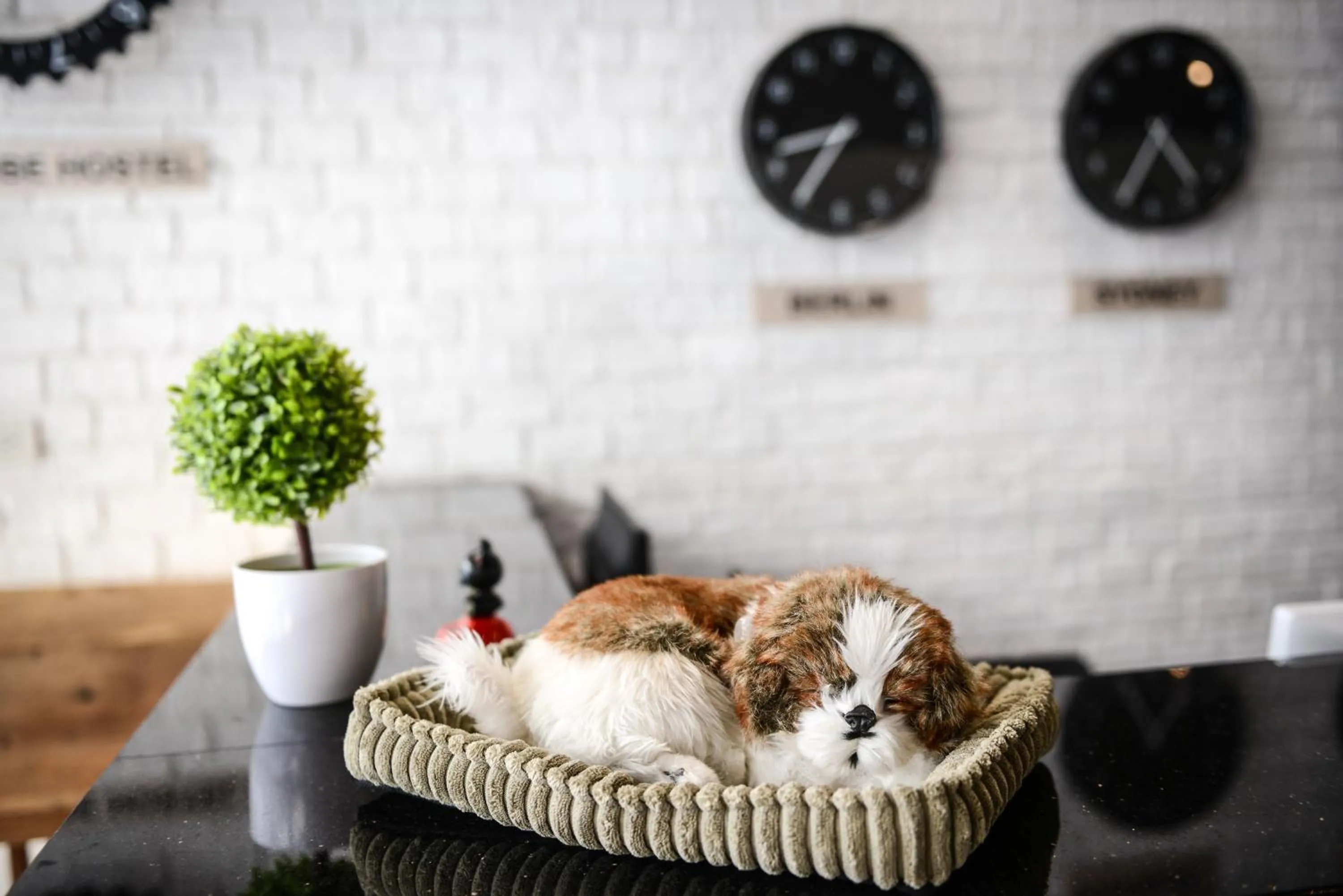 Animals in The Cube Hostel Silom