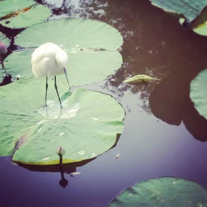 Animals in Baan Luang Harn