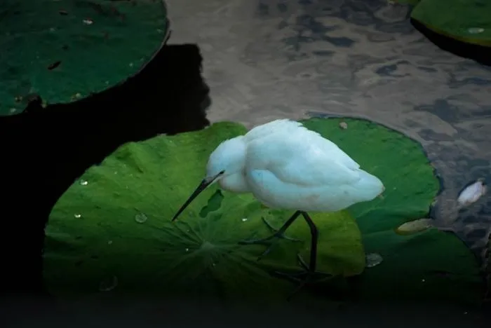 Animals in Baan Luang Harn