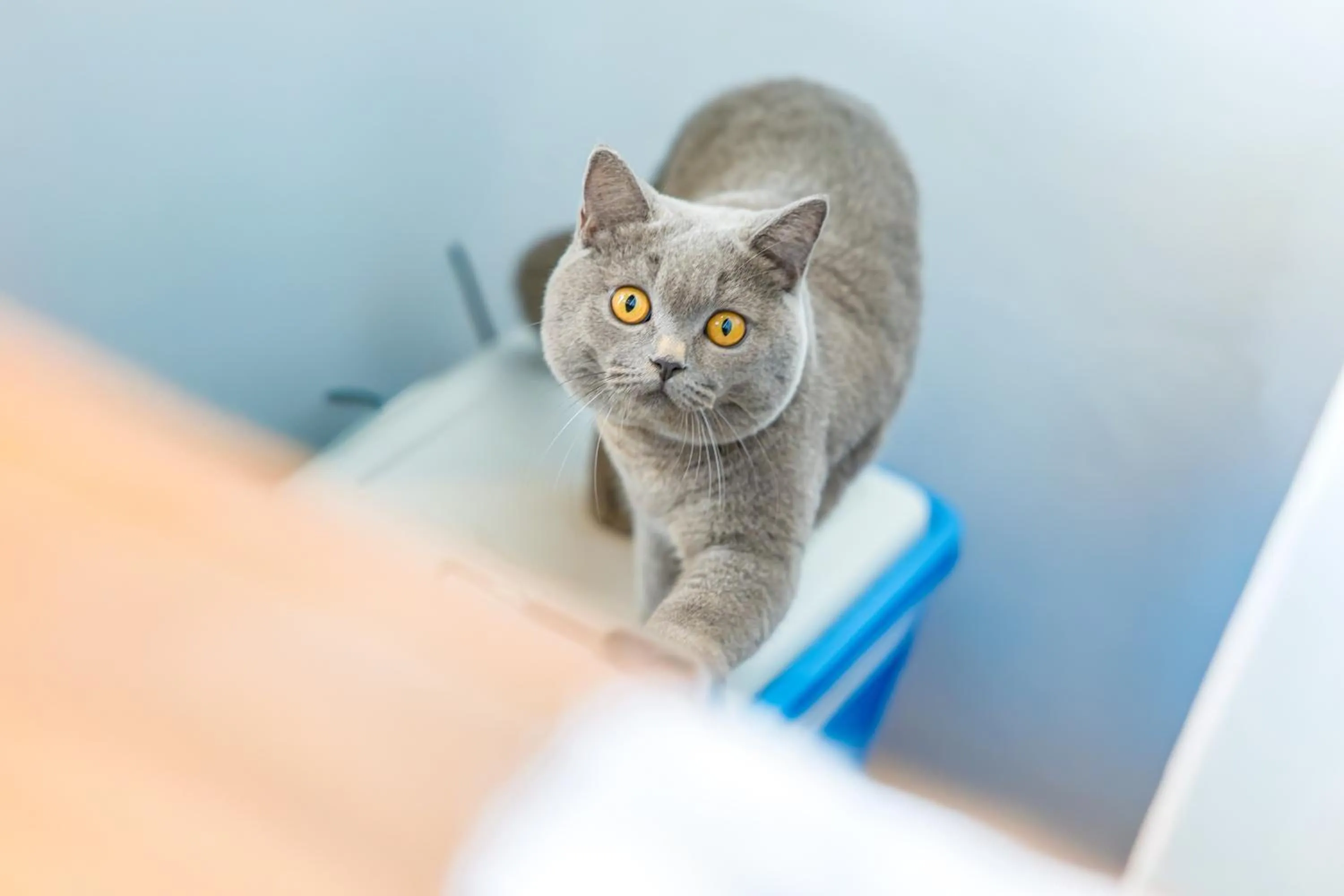Children play ground in BJ & Radisson Sea View Hotel