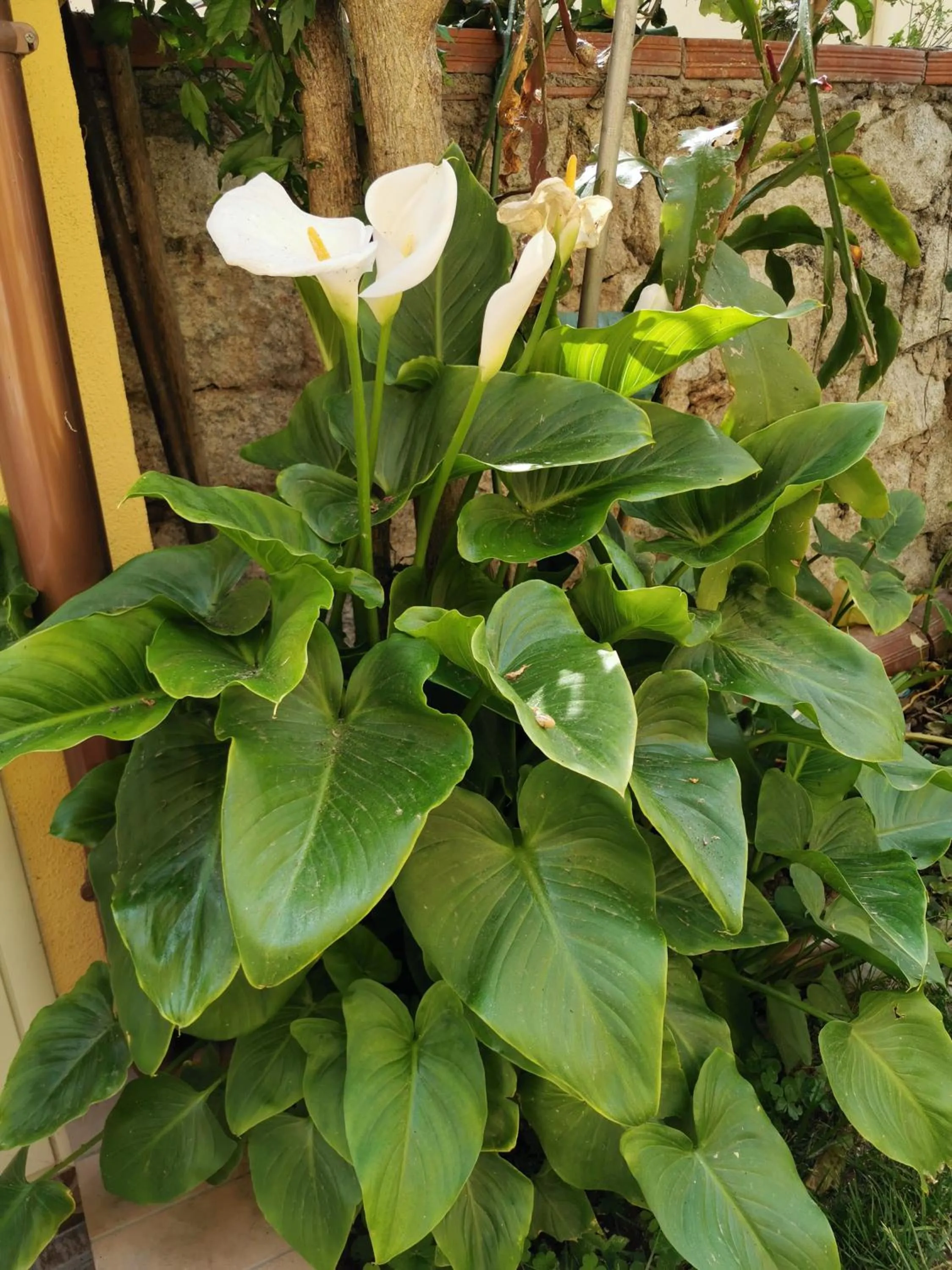 Garden in Affittacamere Alisso