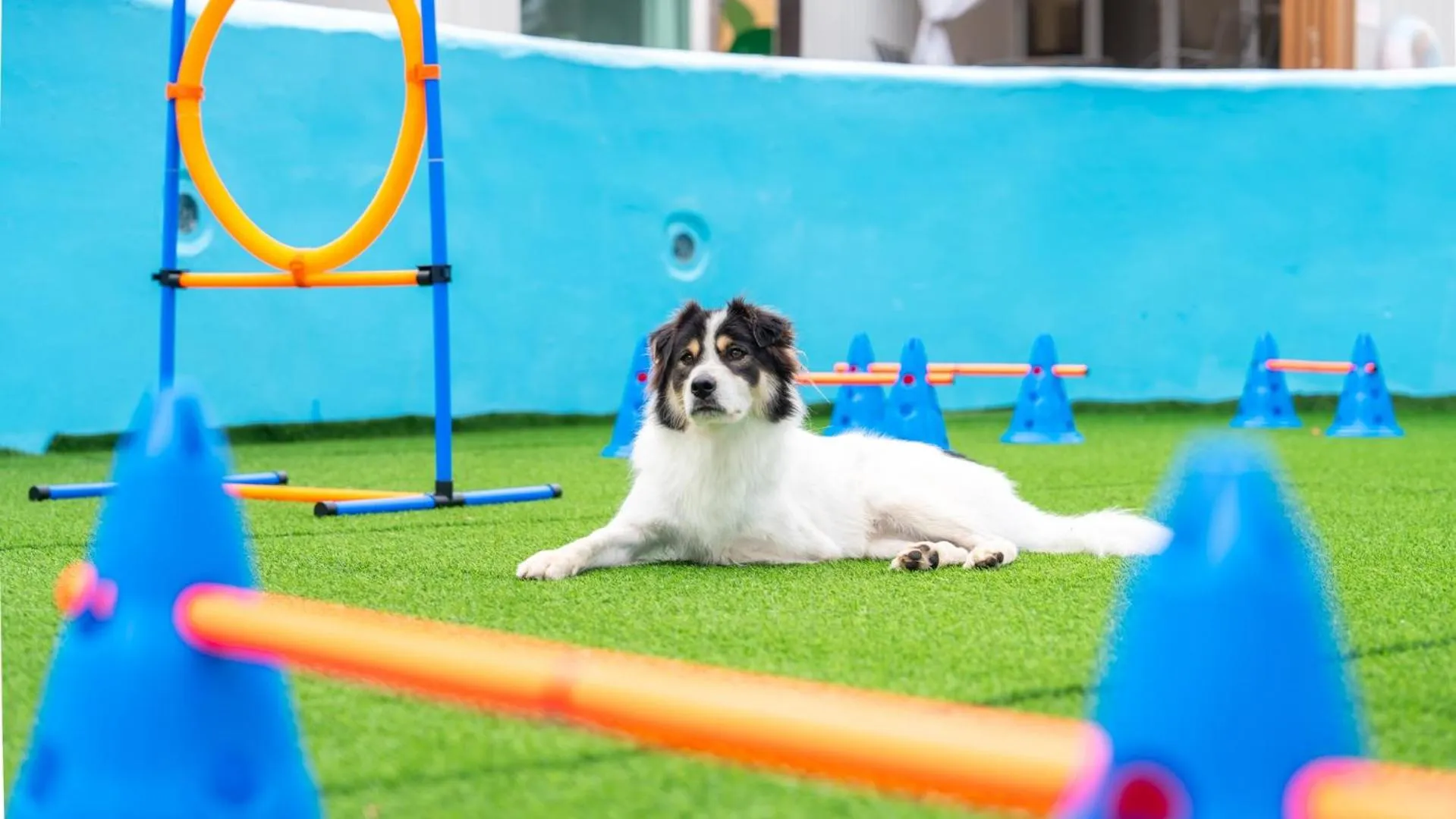 Property building in yangpyeong seojongpool pet pension