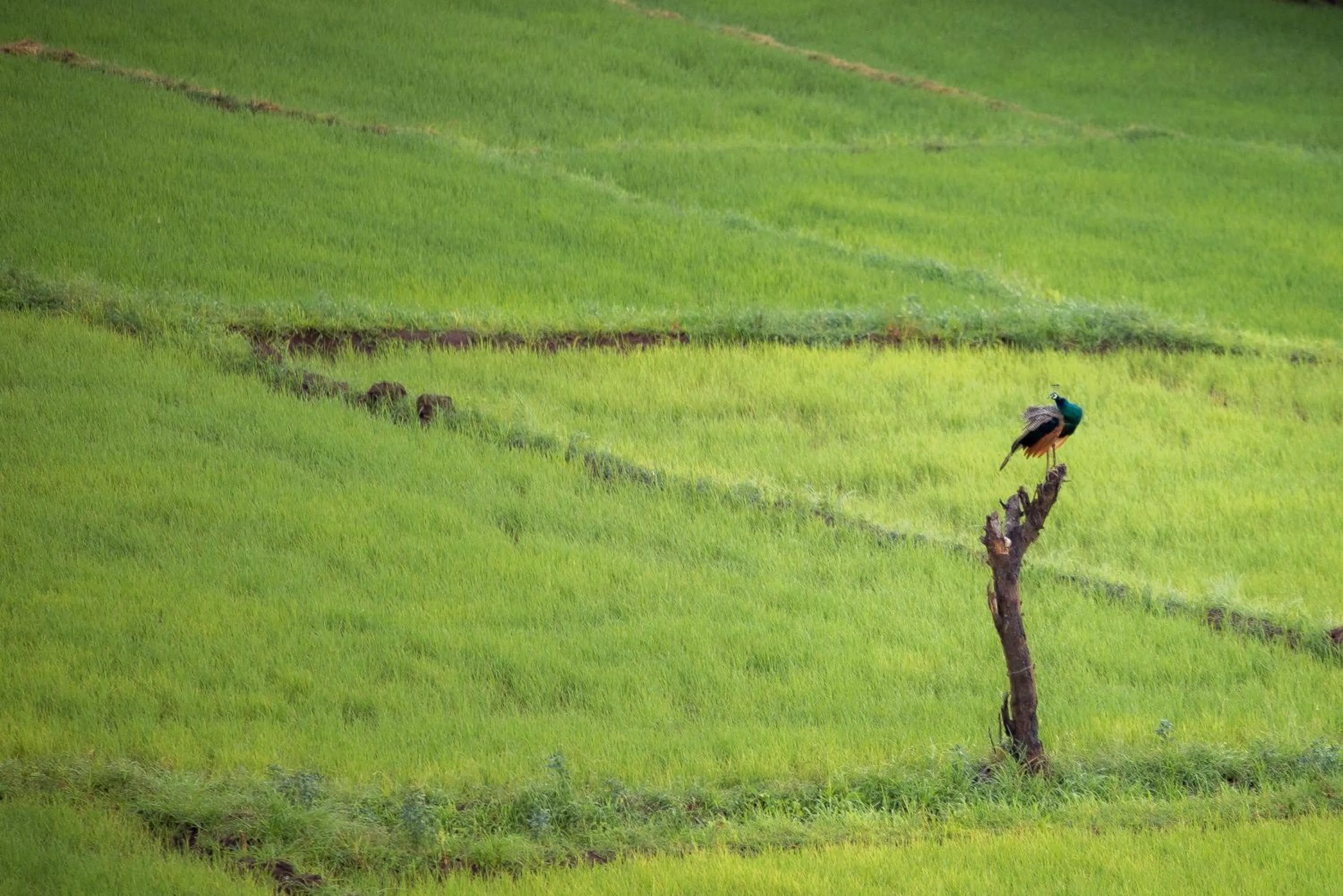 Garden view in Hotel Silver Horse Dambulla