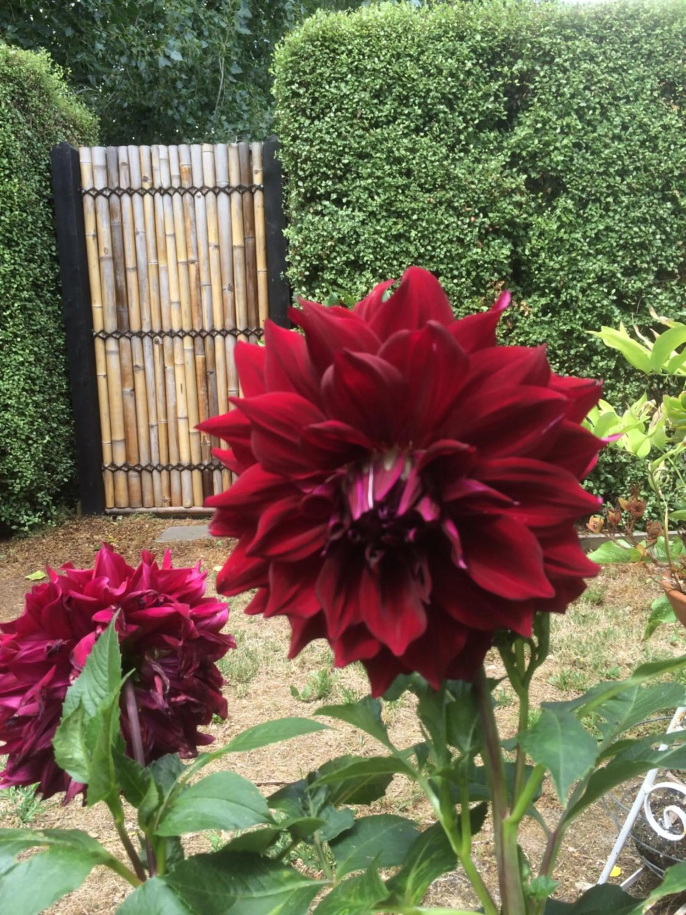 Garden in Emerald Ridge