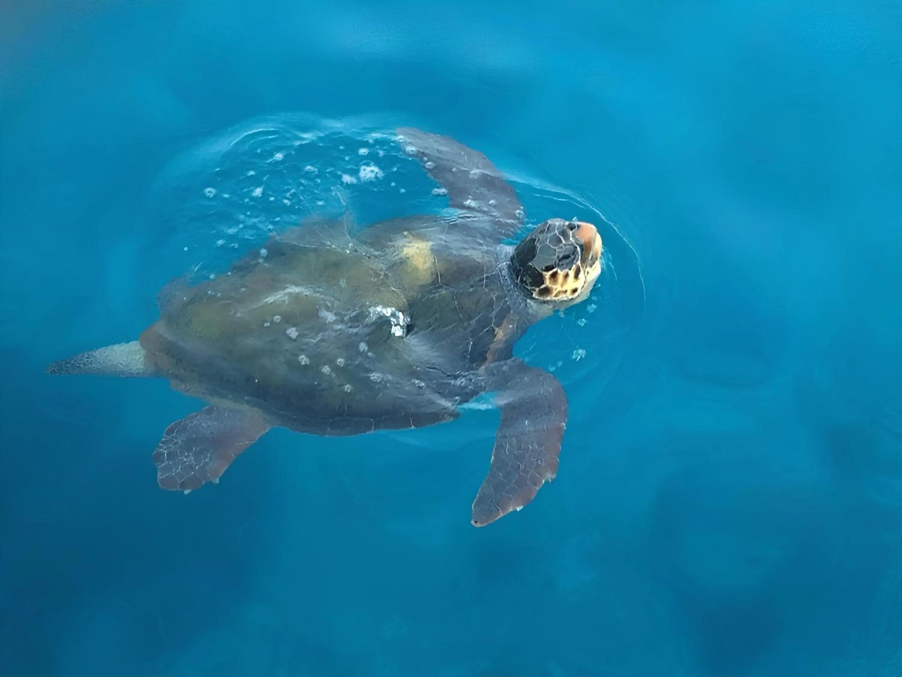 Patara Prince Hotel & Resort - Special Category