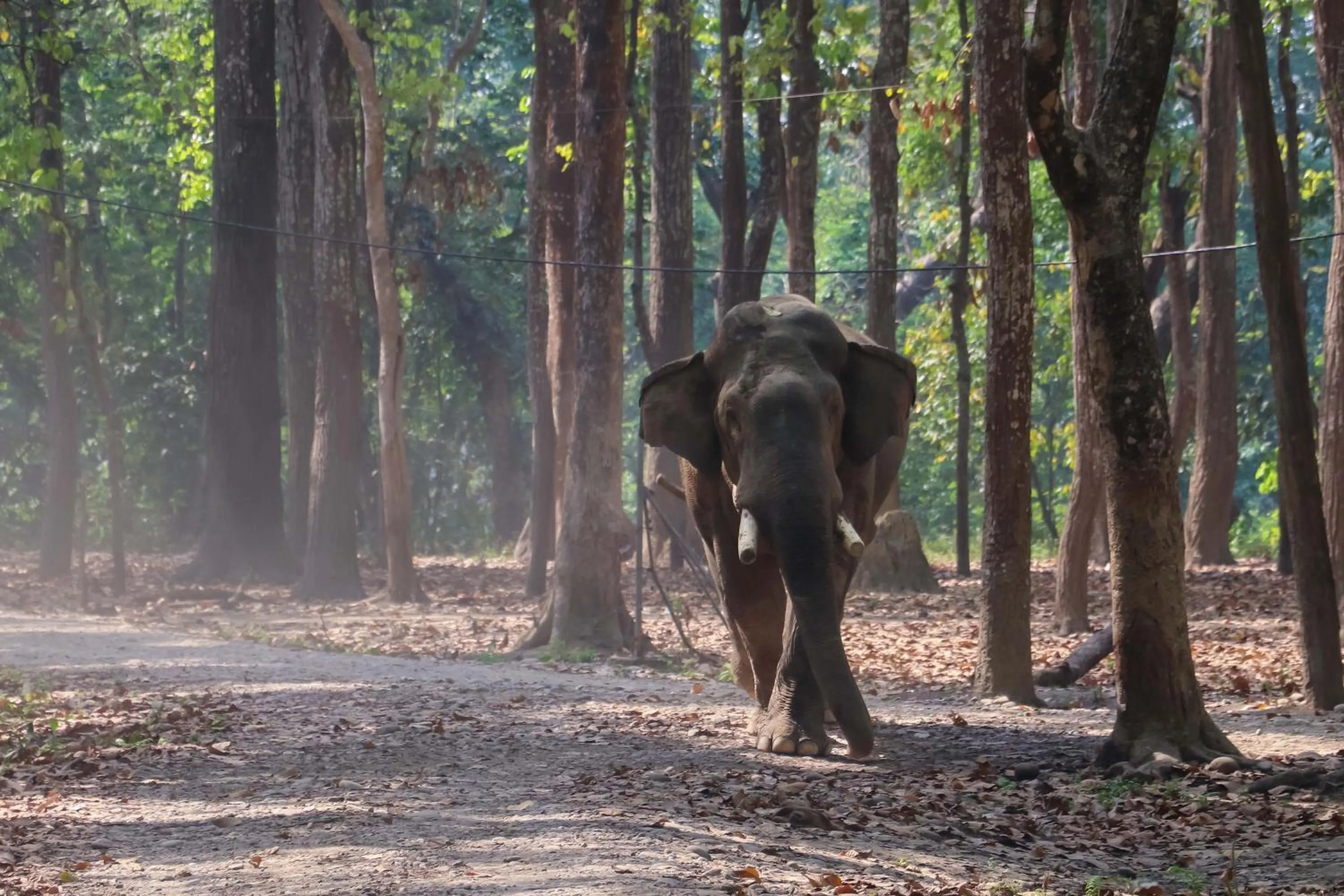 Activities in Hotel Yatra Sauraha Pvt Ltd