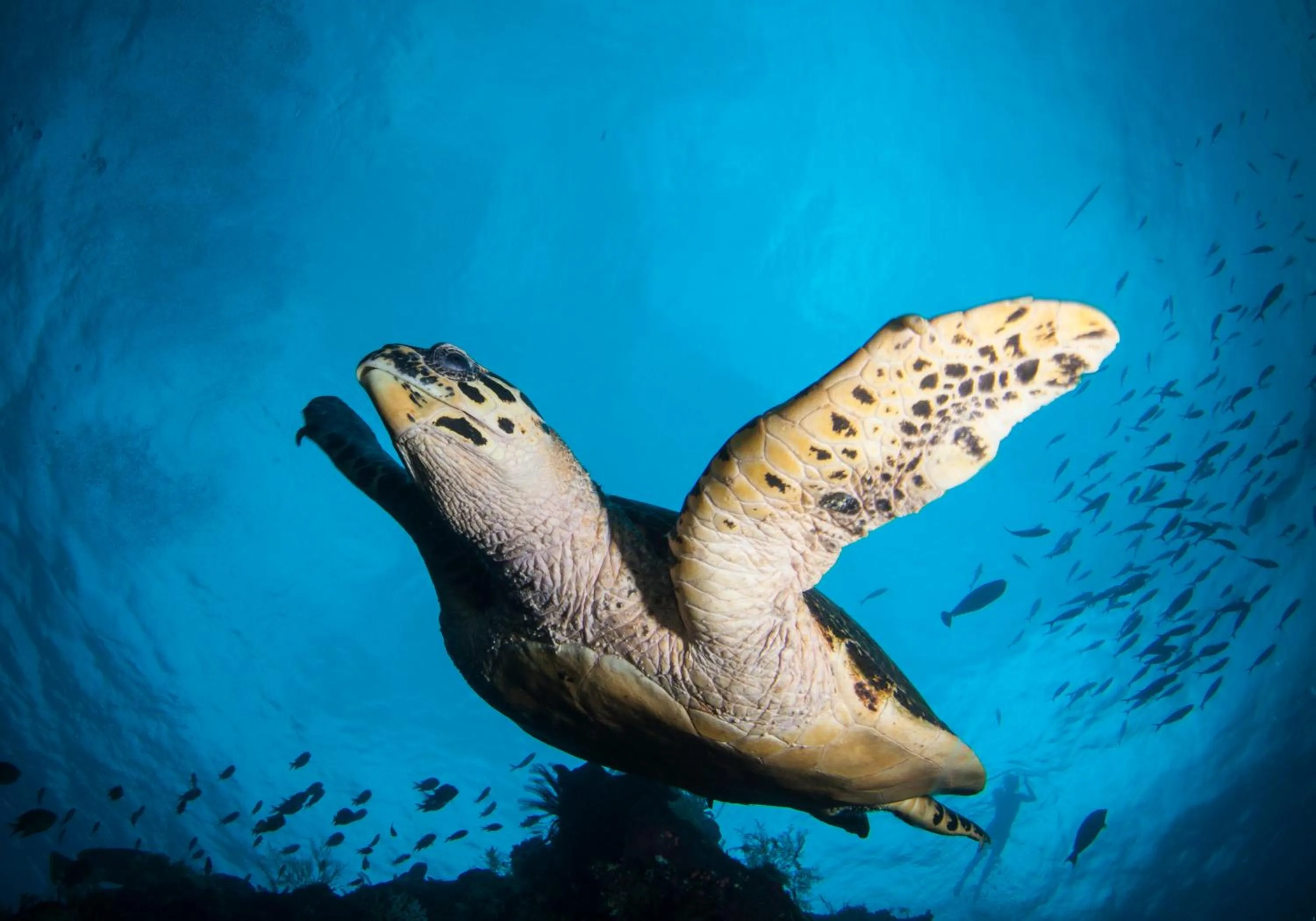 Activities in Bubu Homestay Tulamben