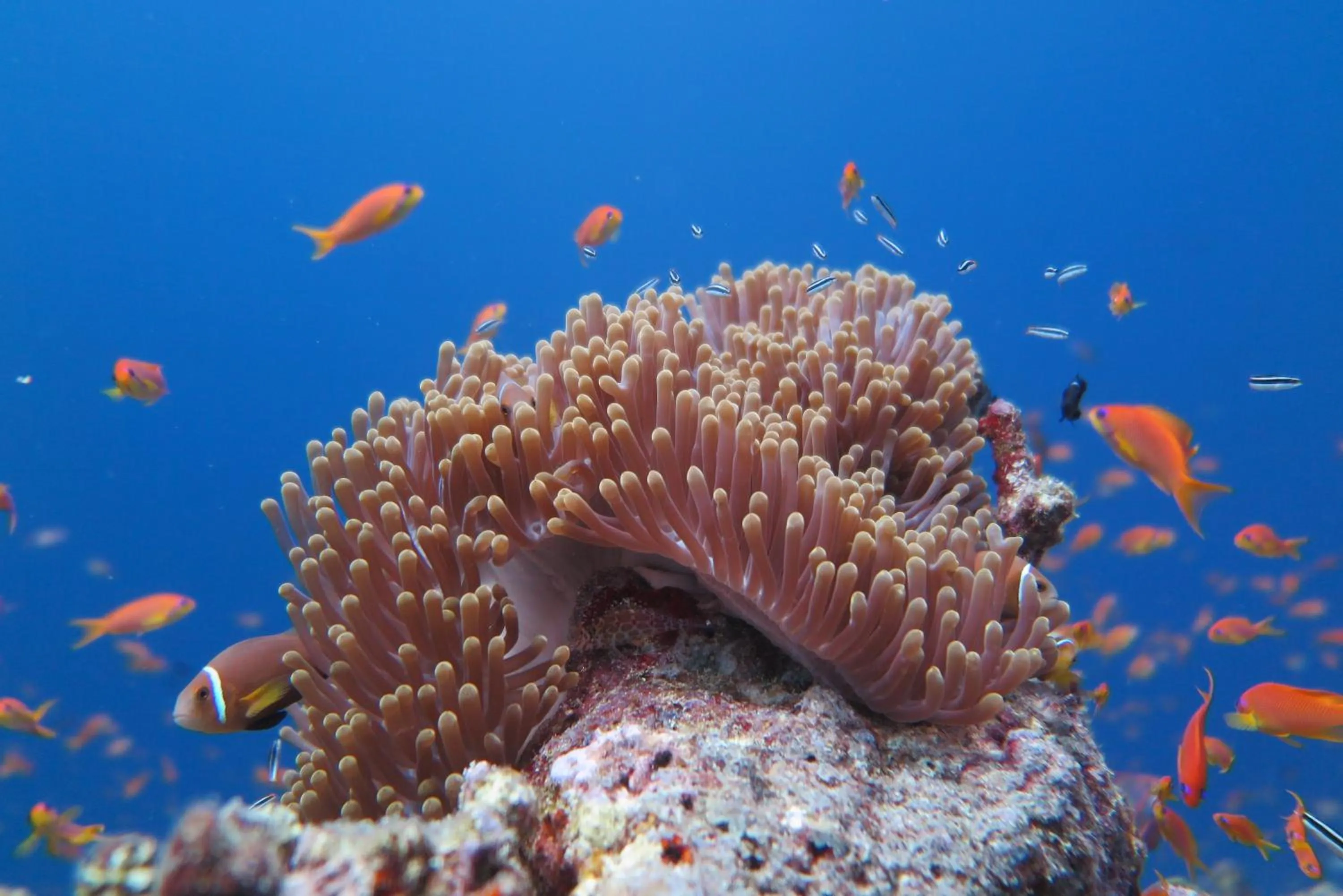 Activities in Palm Residence