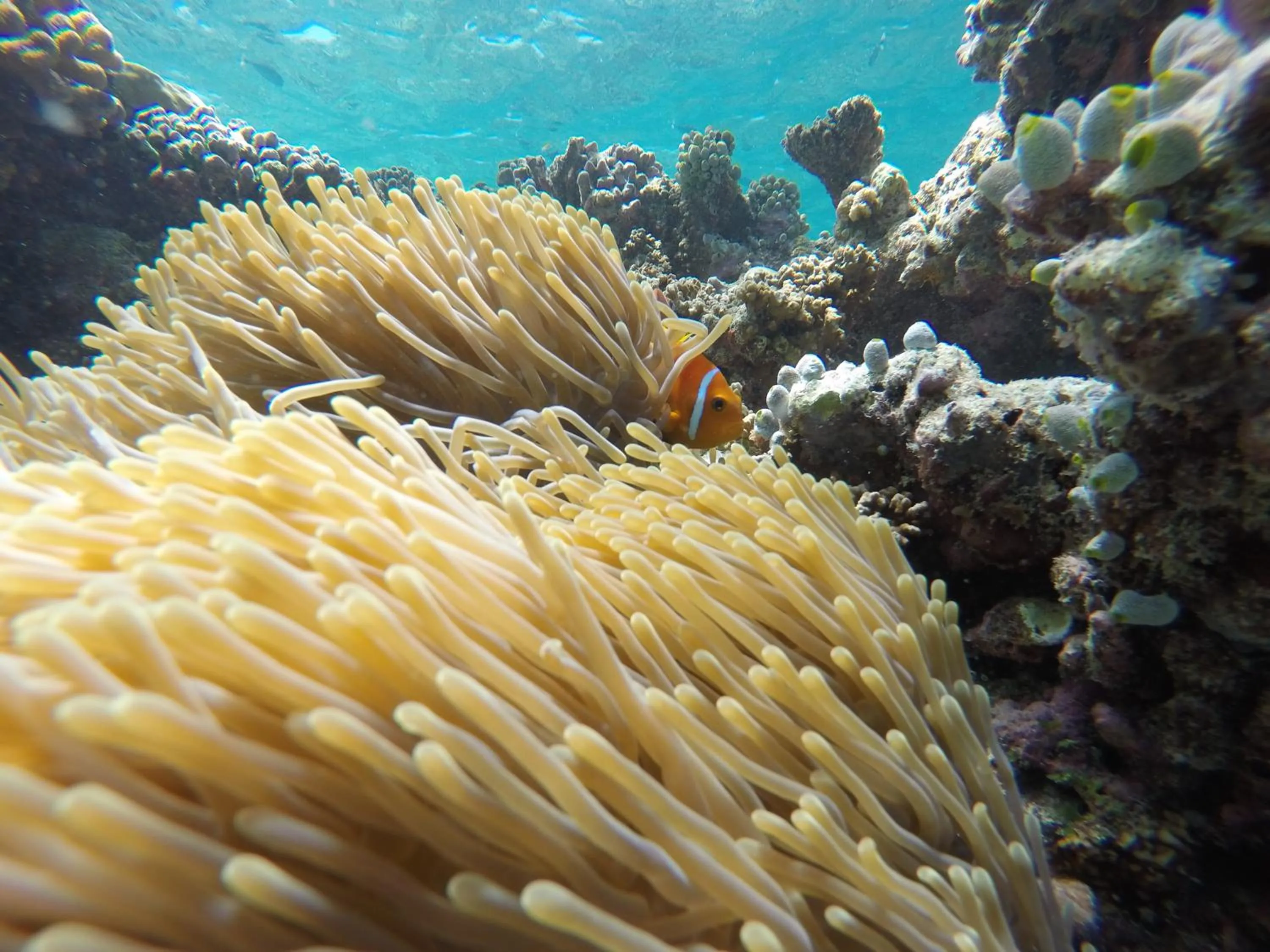 Natural landscape in Palm Residence