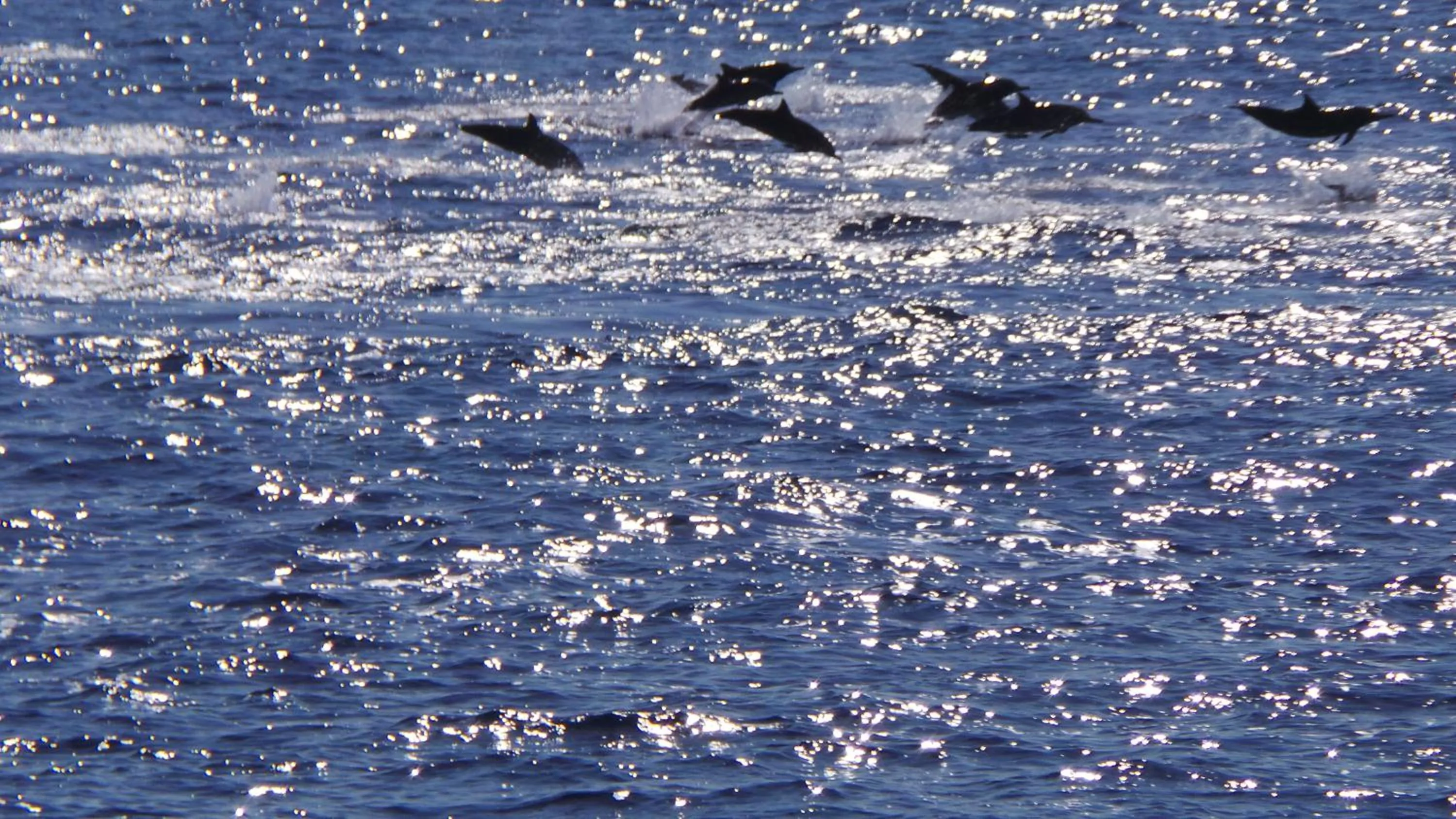 Sea view in Palm Residence
