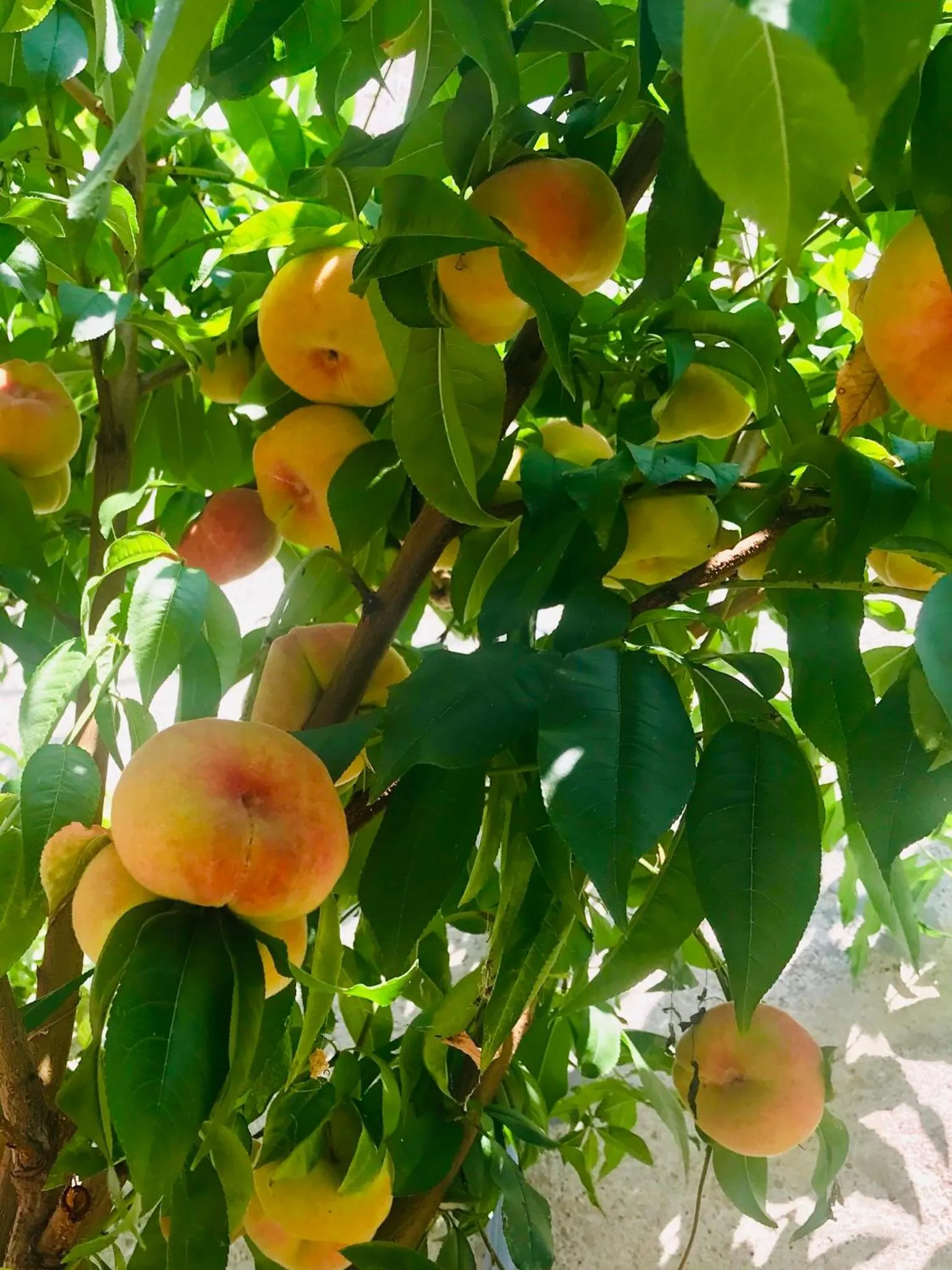 Garden in B&B Corte sul Naviglio CIN I T 0 1 5 0 7 0 C 1 3 X U I L Q C V