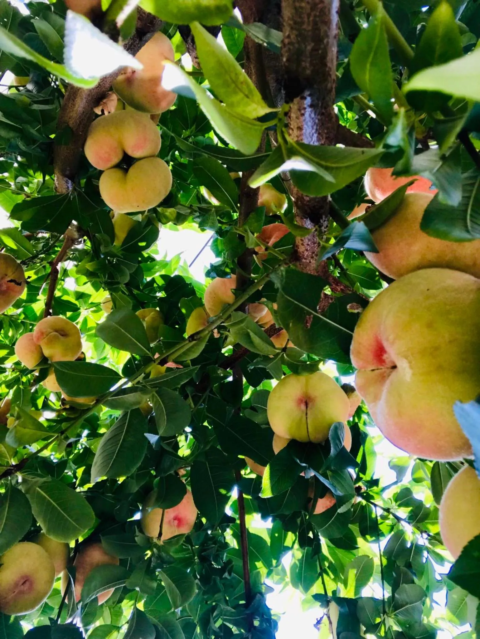 Garden in B&B Corte sul Naviglio CIN I T 0 1 5 0 7 0 C 1 3 X U I L Q C V