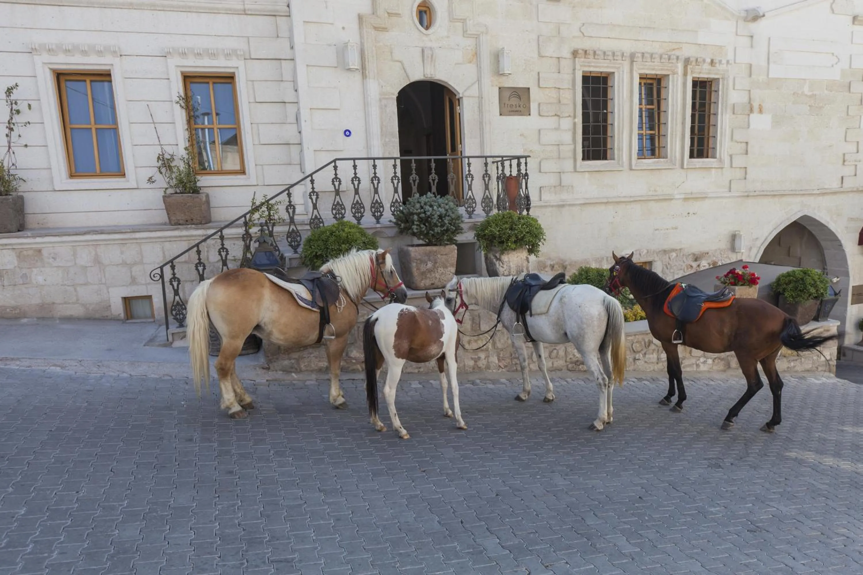 Animals in Exedra Cappadocia
