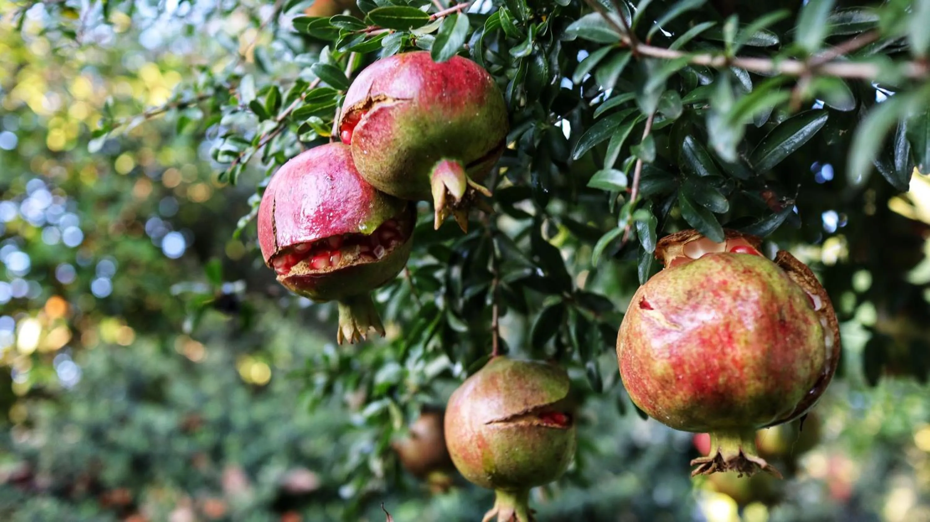 Garden in Villa Clara