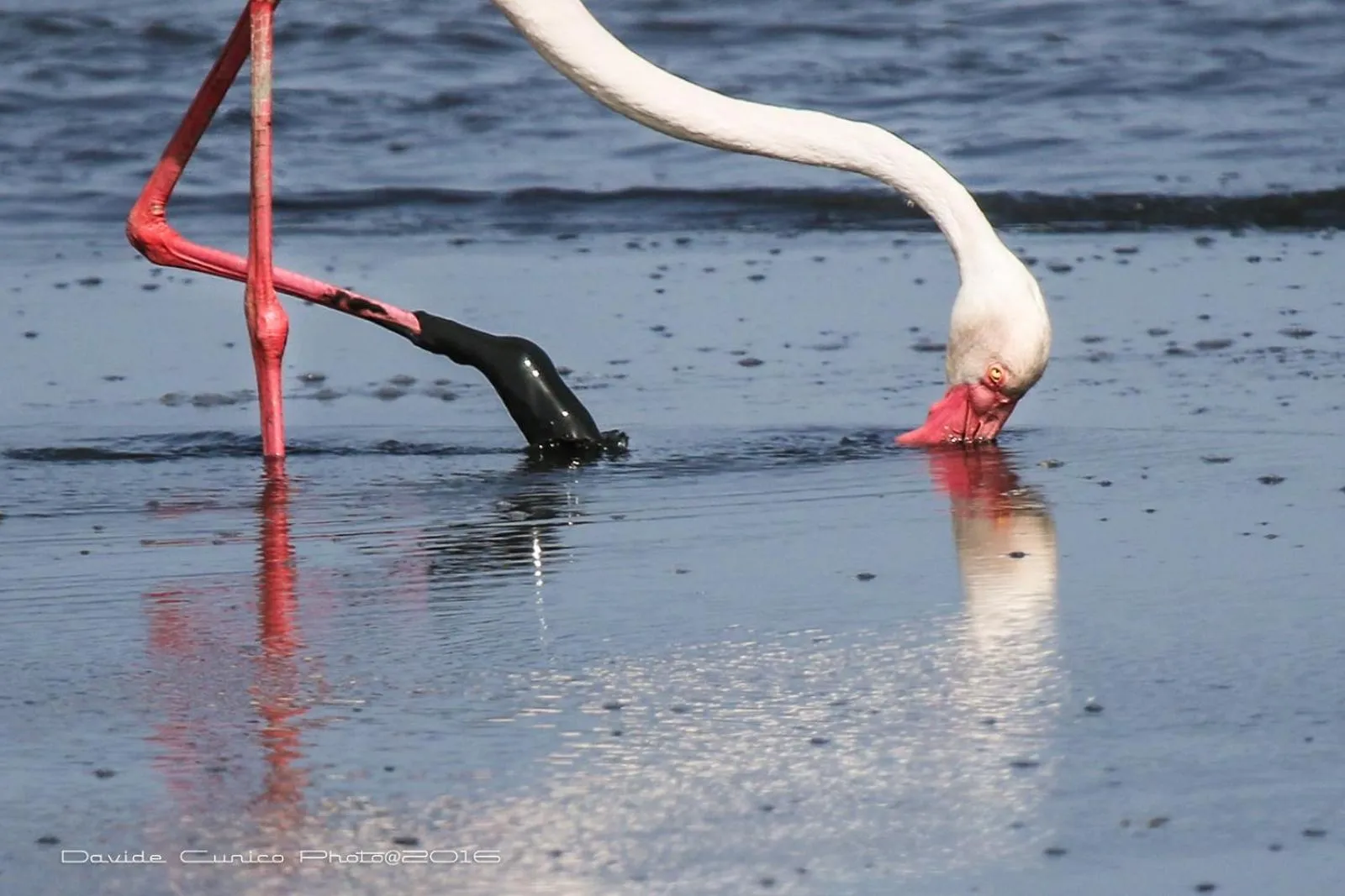 Animals in Hotel AeR BJ Vittoria