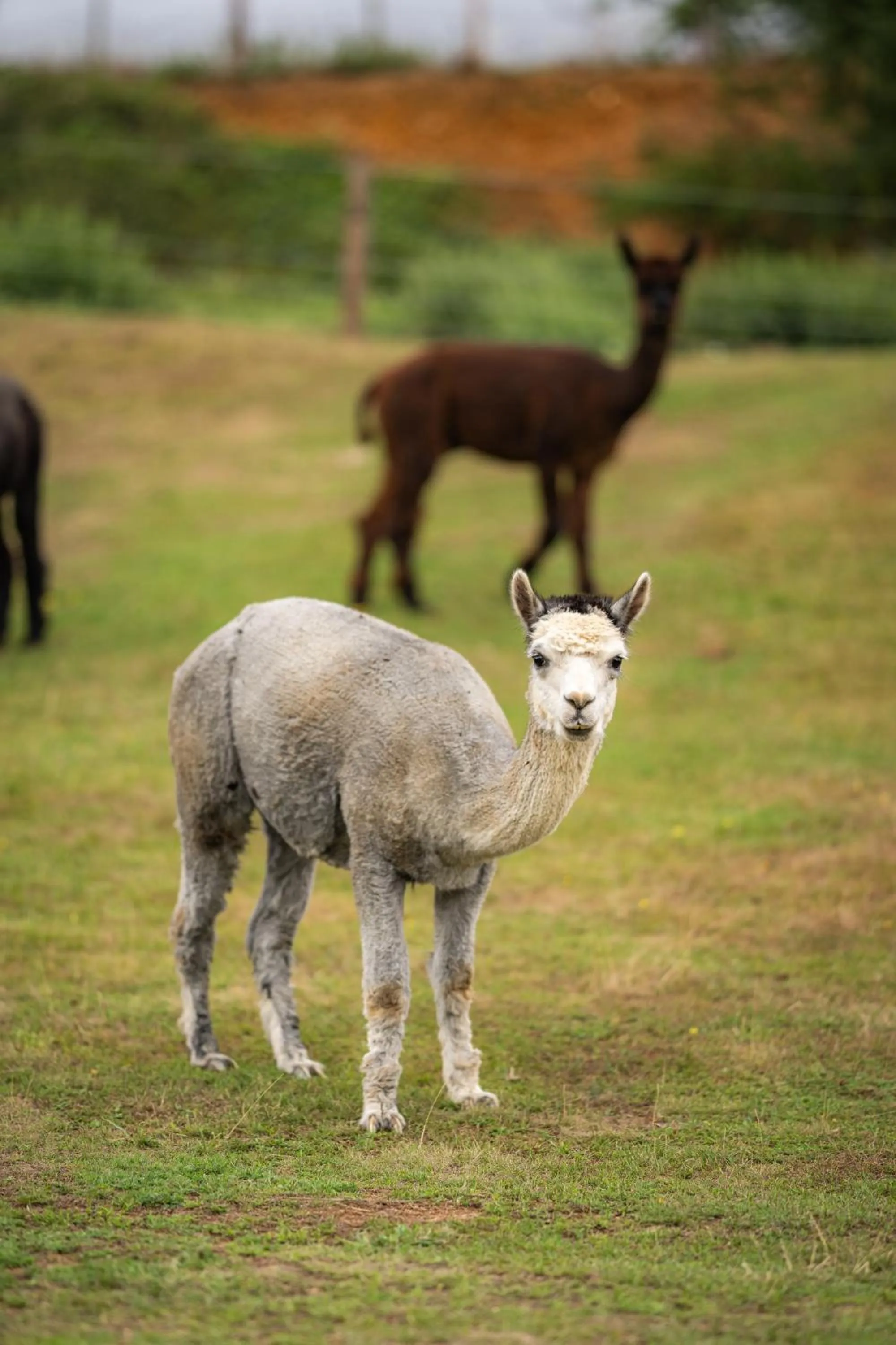 Animals in Tewinbury Farm Hotel