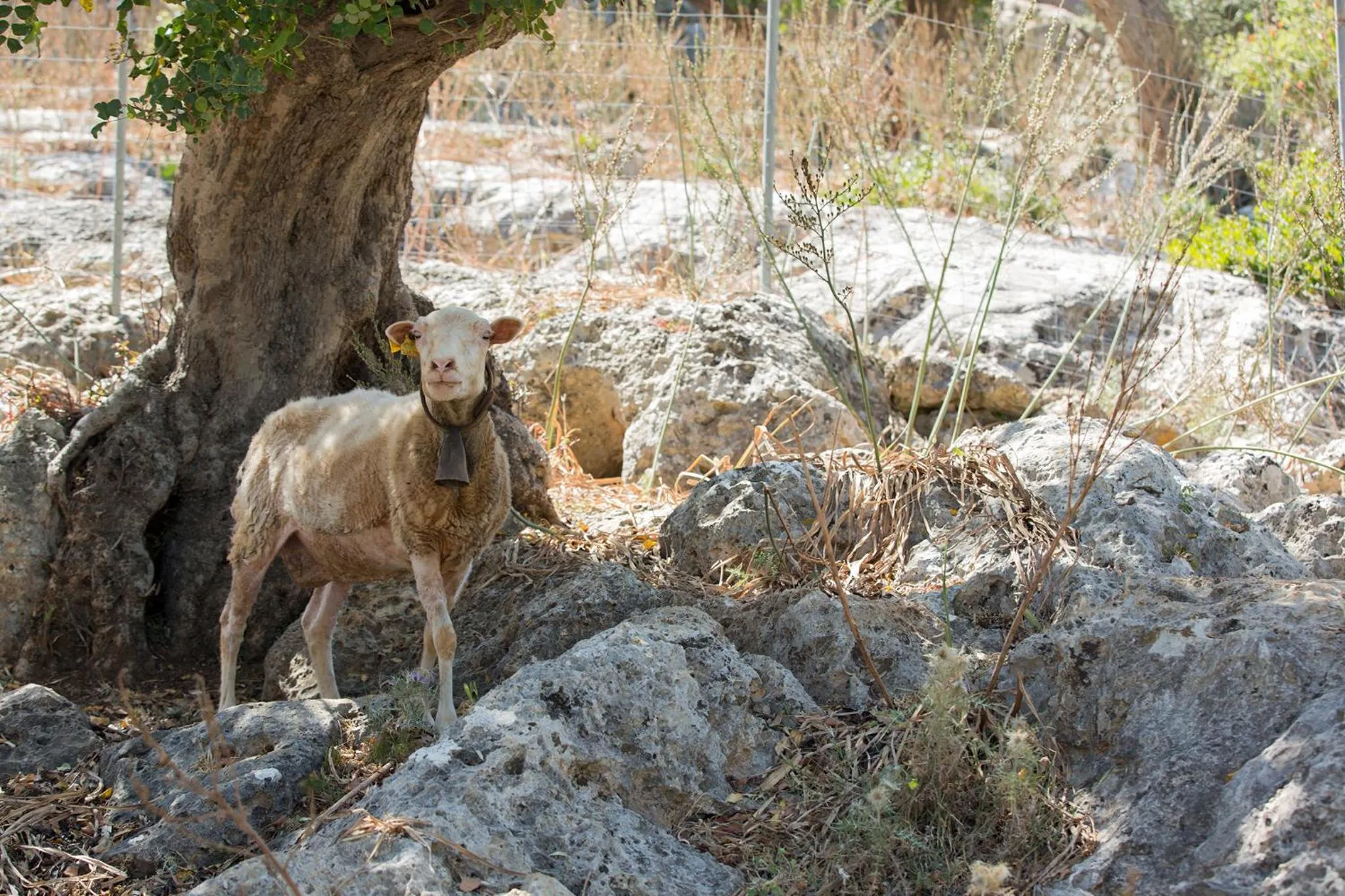 Animals in Ca'n Beneït