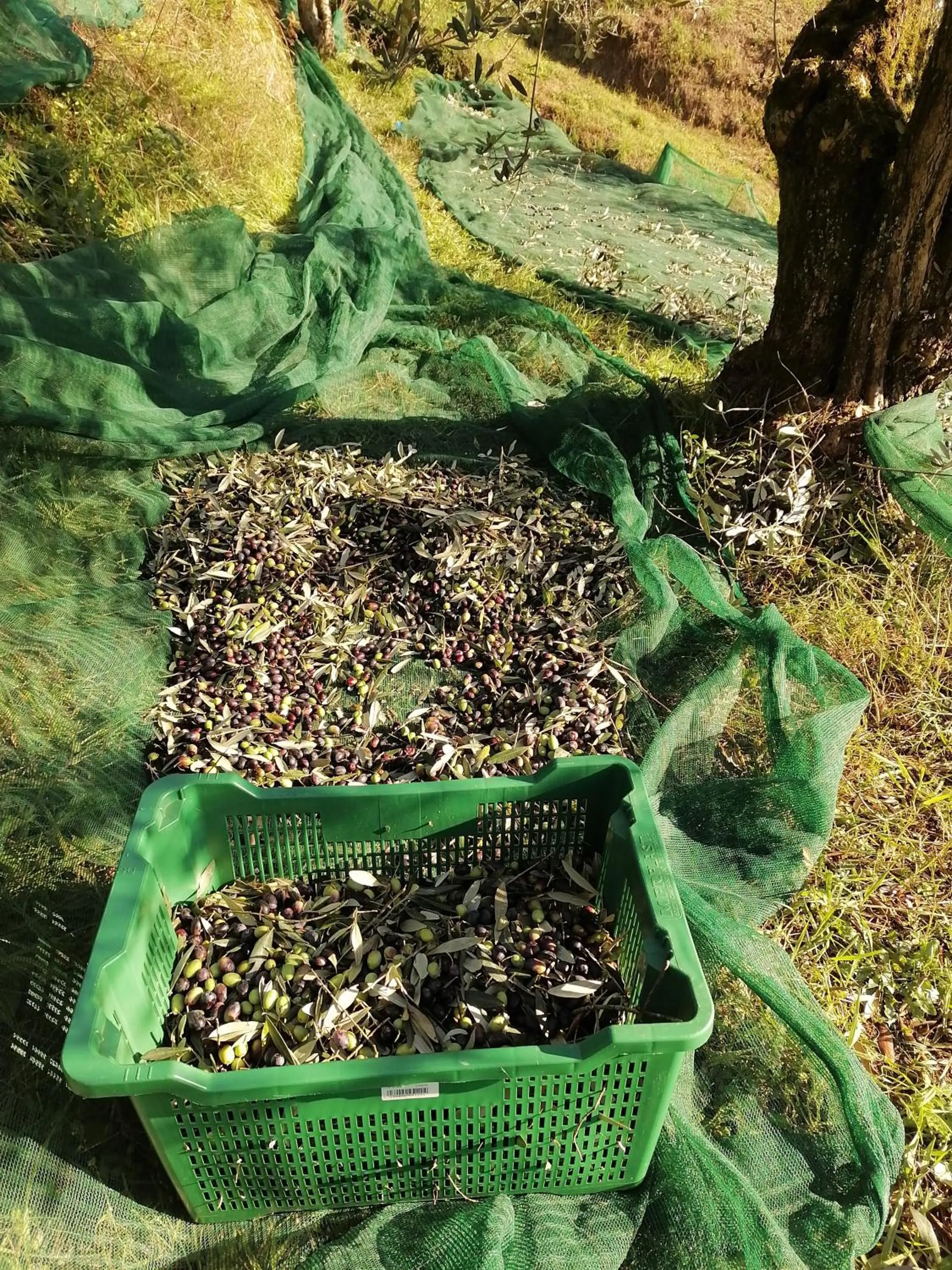 Day in Agriturismo Tananei