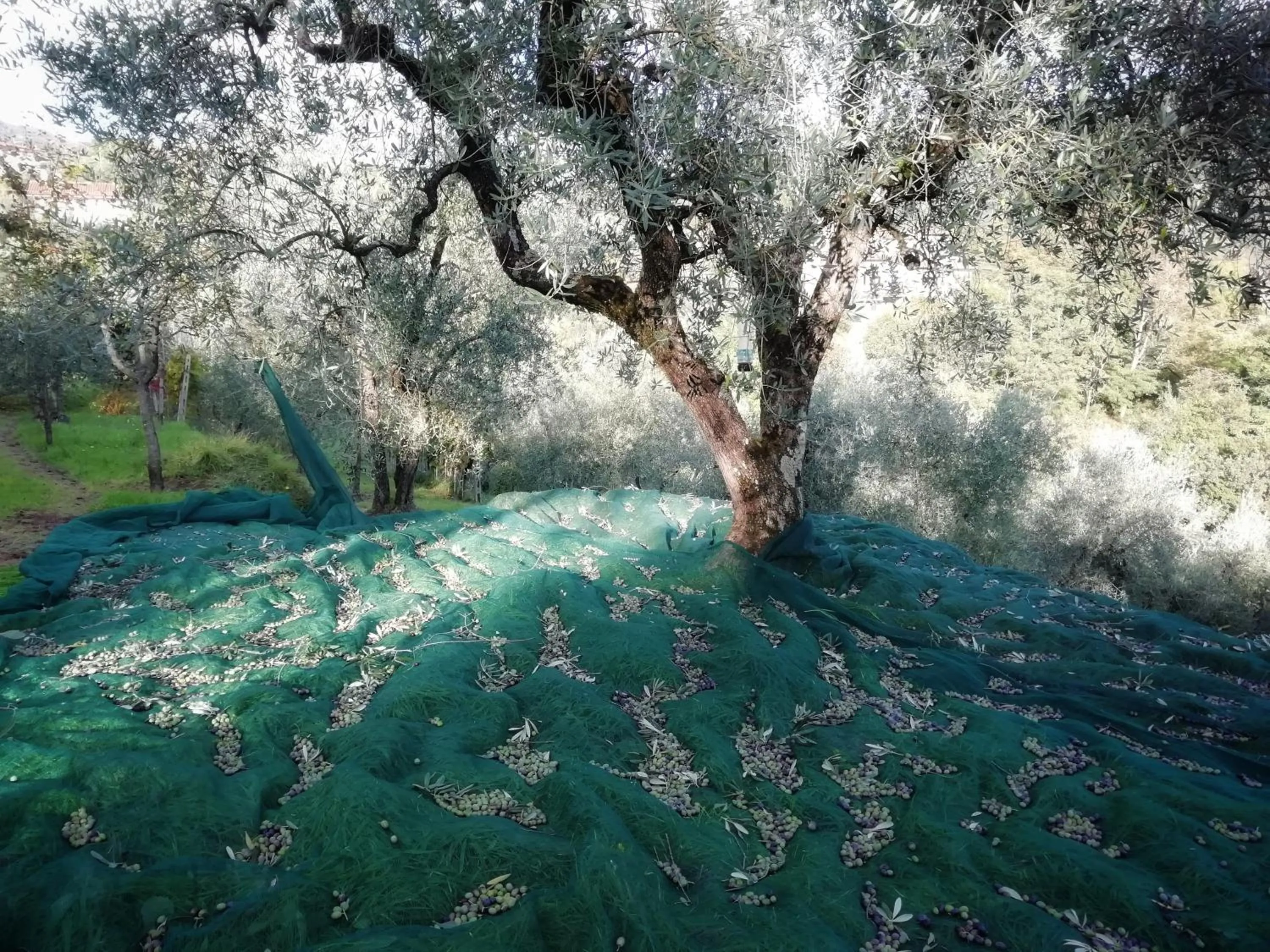 Day in Agriturismo Tananei