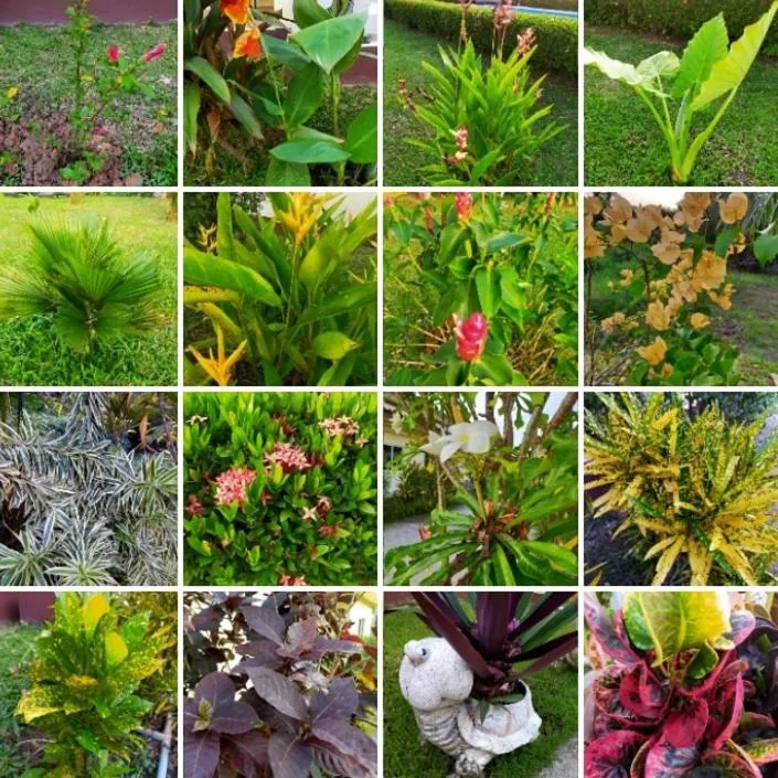 Orchidilla Residence Phuket Mai Khao Beach - SHAPlus