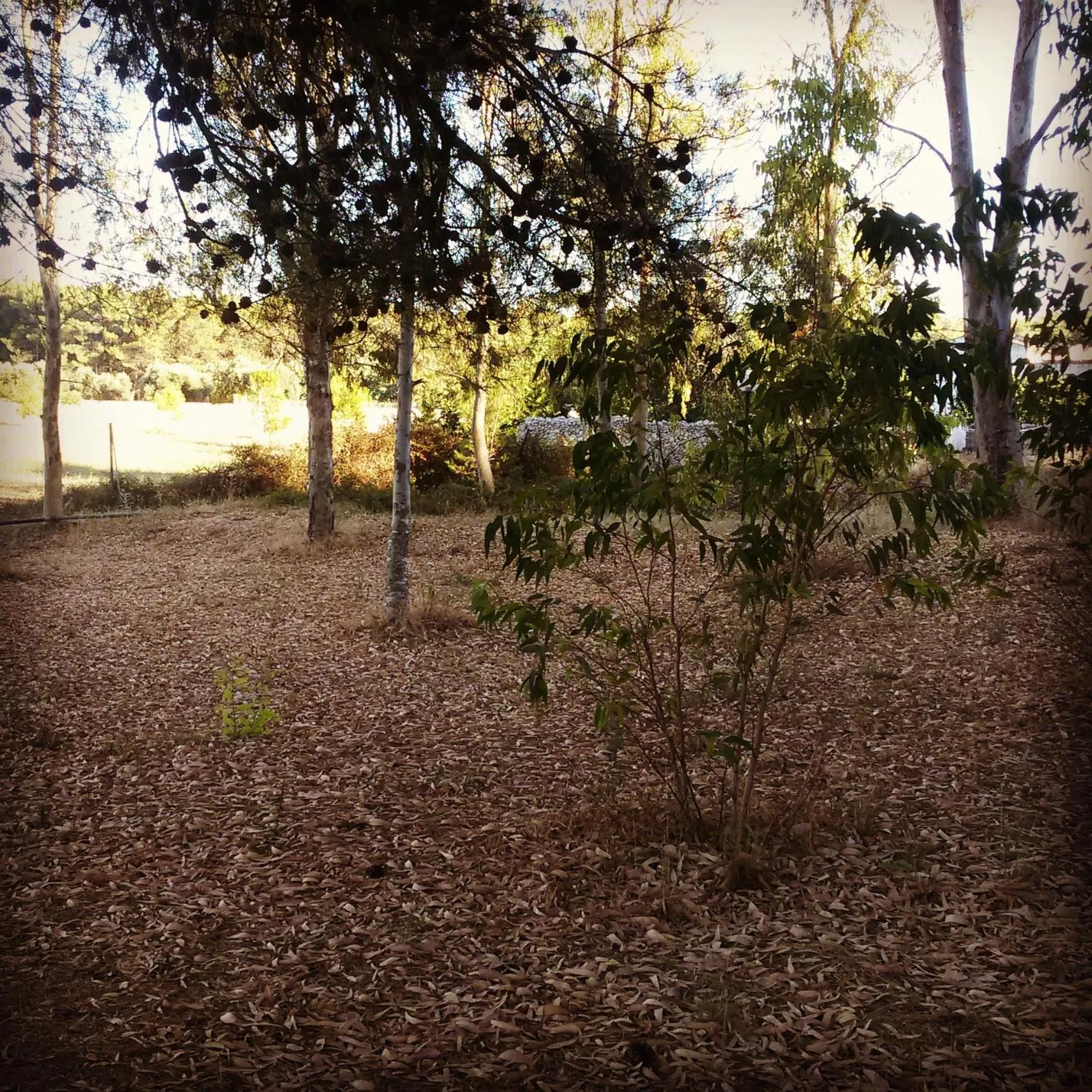Garden in B&B Masseria Donna Carlotta
