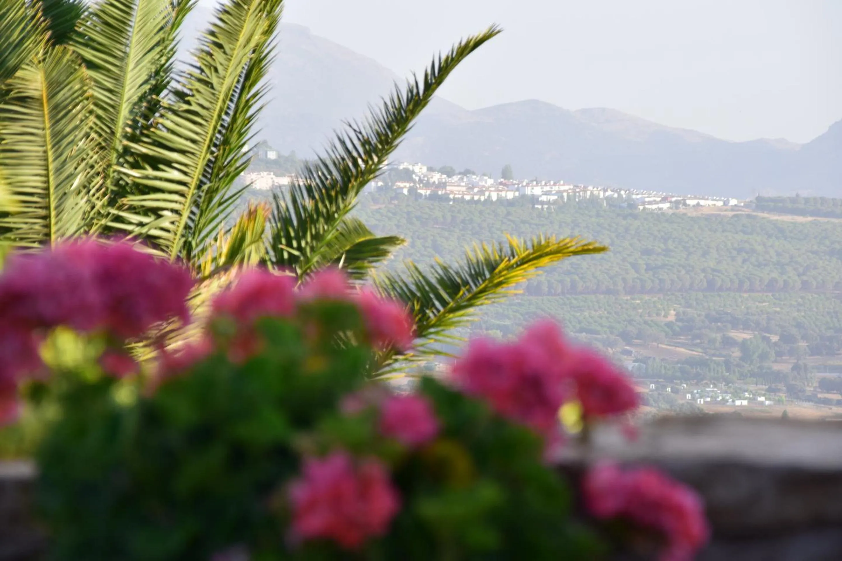 Garden in Villa Casa Alta