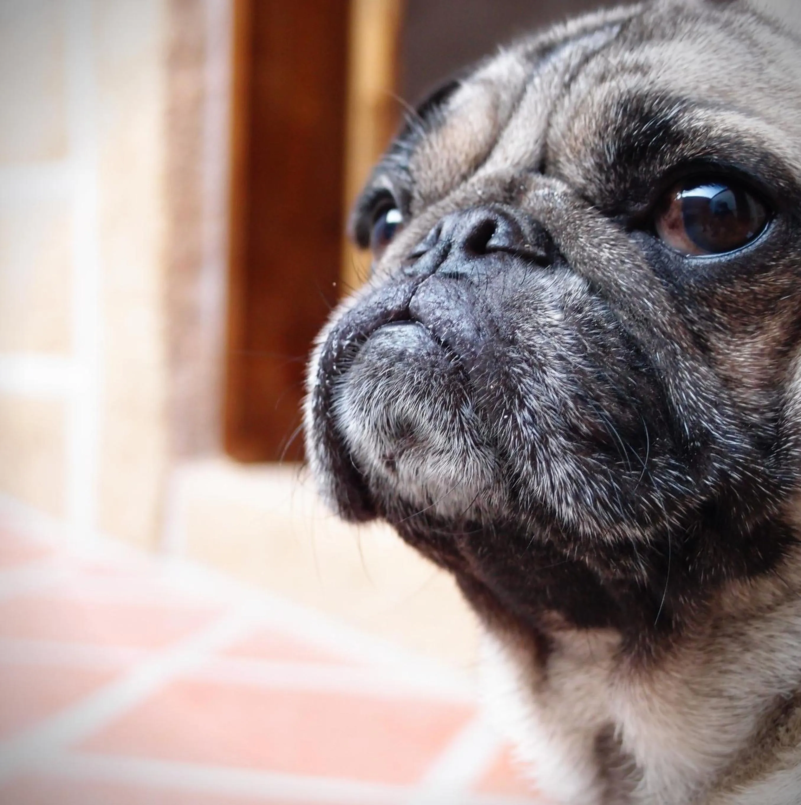 Pets in Kinba Guest House