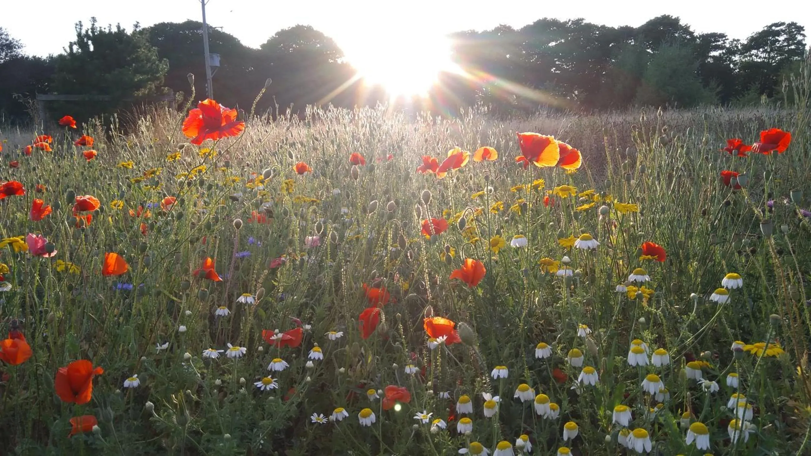 Spring in The Gallery Lodges