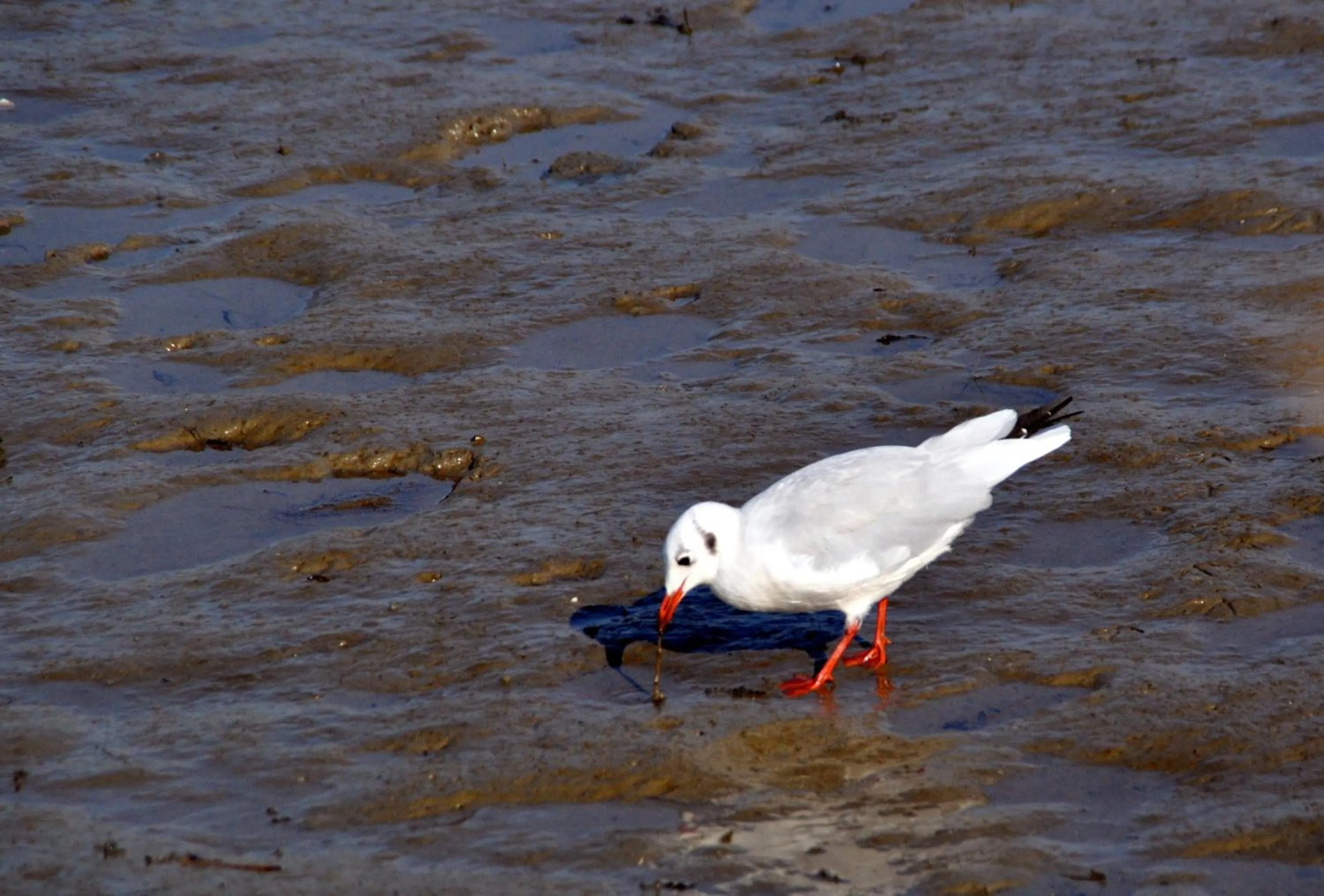 Animals in Strand Hotel Nordsee, Hotel Deichläufer
