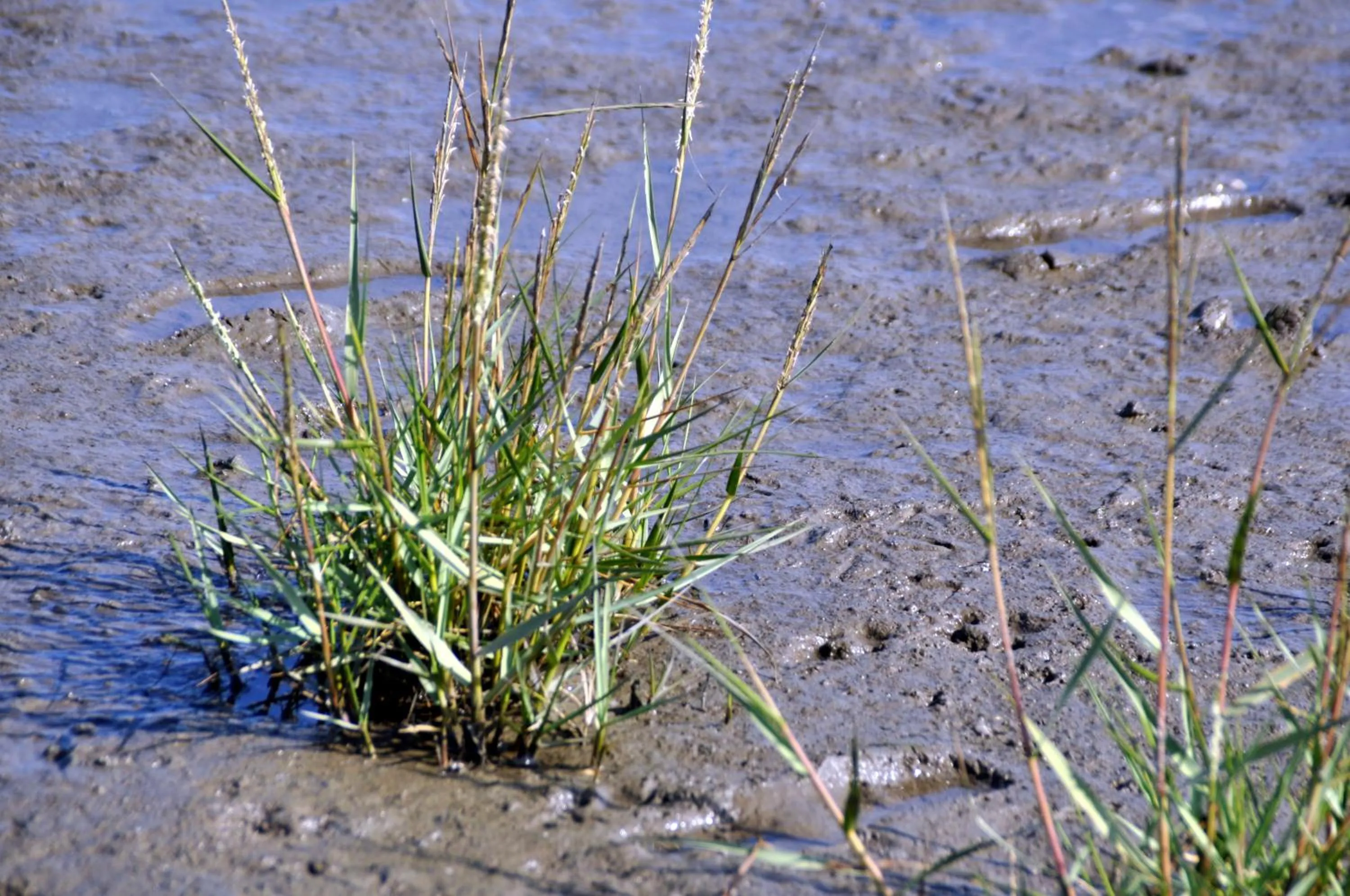 Beach in Strand Hotel Nordsee, Hotel Deichläufer