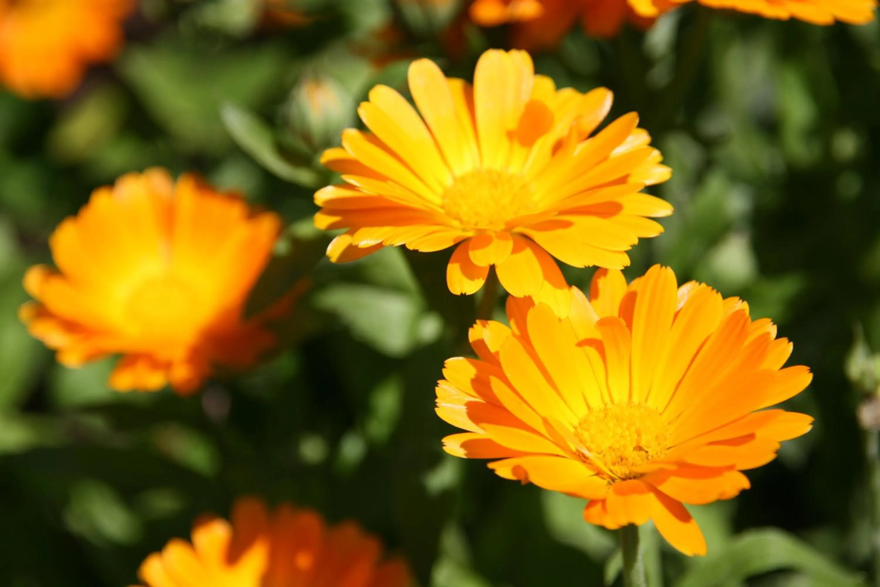 Decorative detail in Apartments Residence Montana