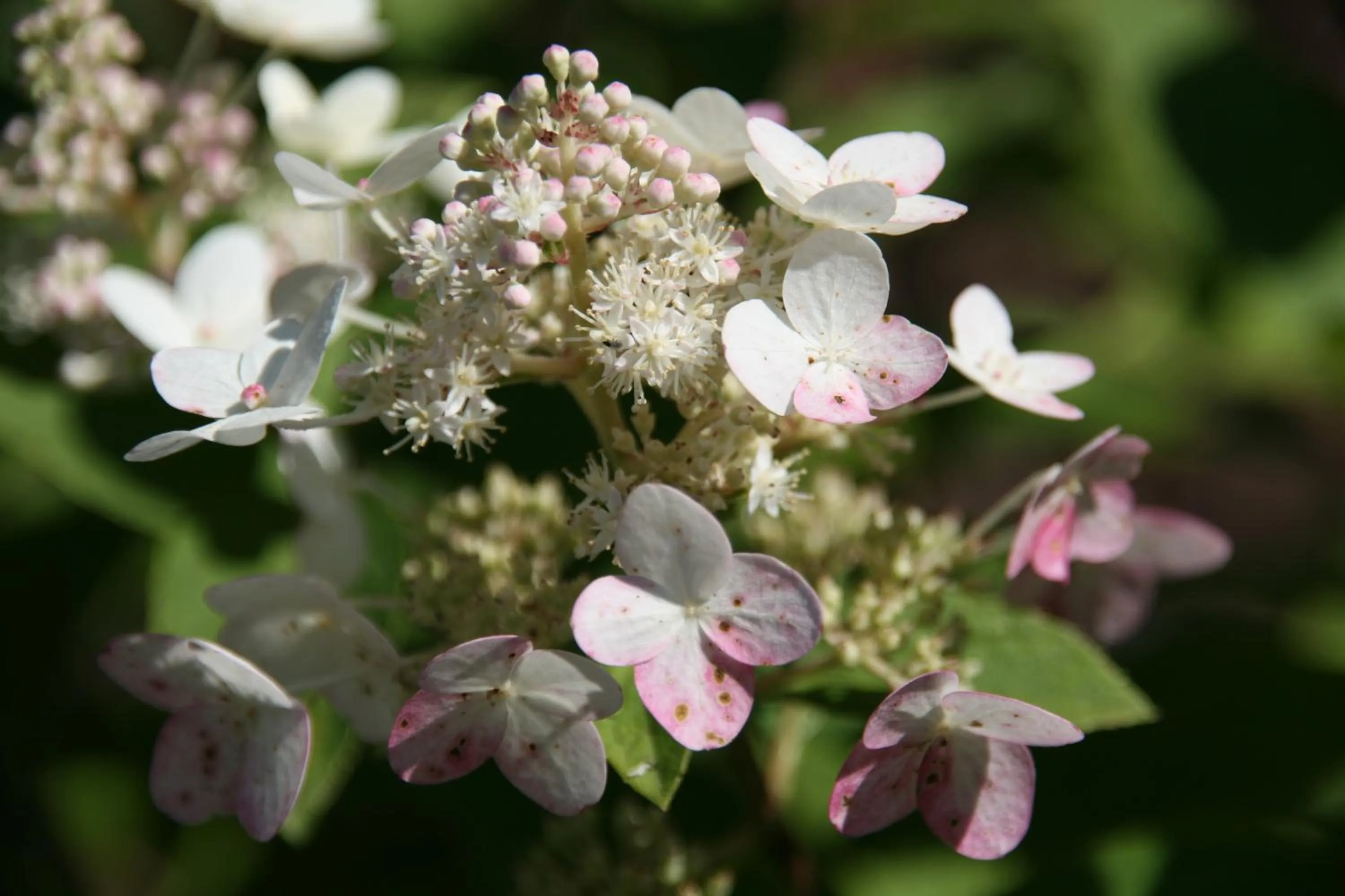 Decorative detail in Apartments Residence Montana